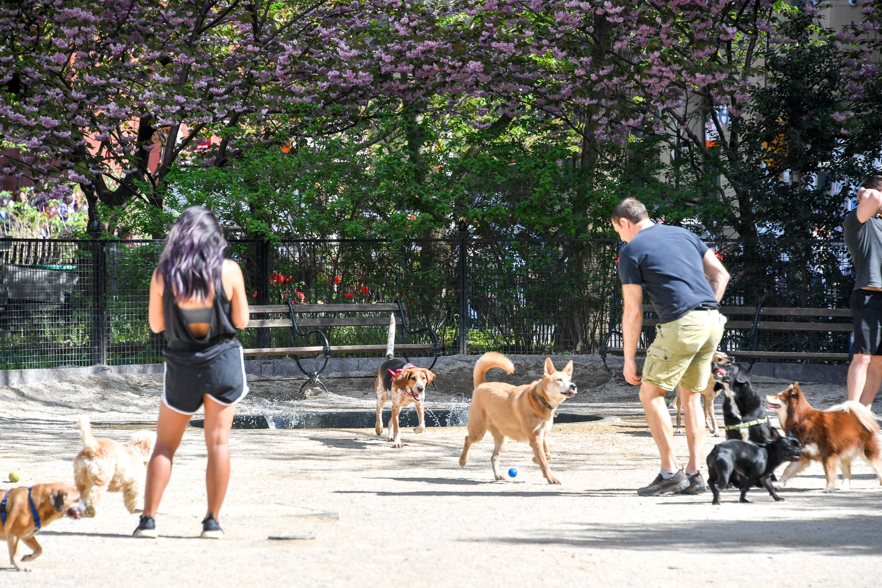 Robin Kovary Dog Run for Small Dogs - New York, NY