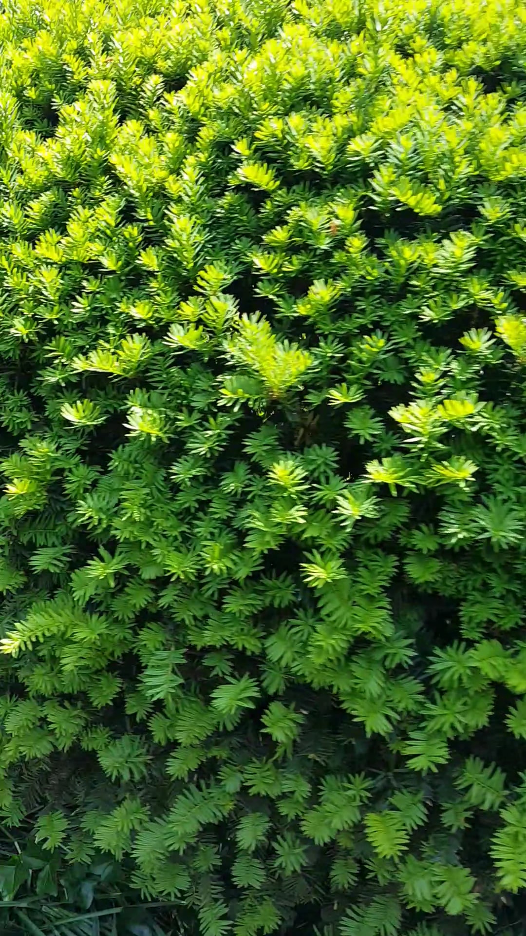 Shakespeare Garden - New York, NY