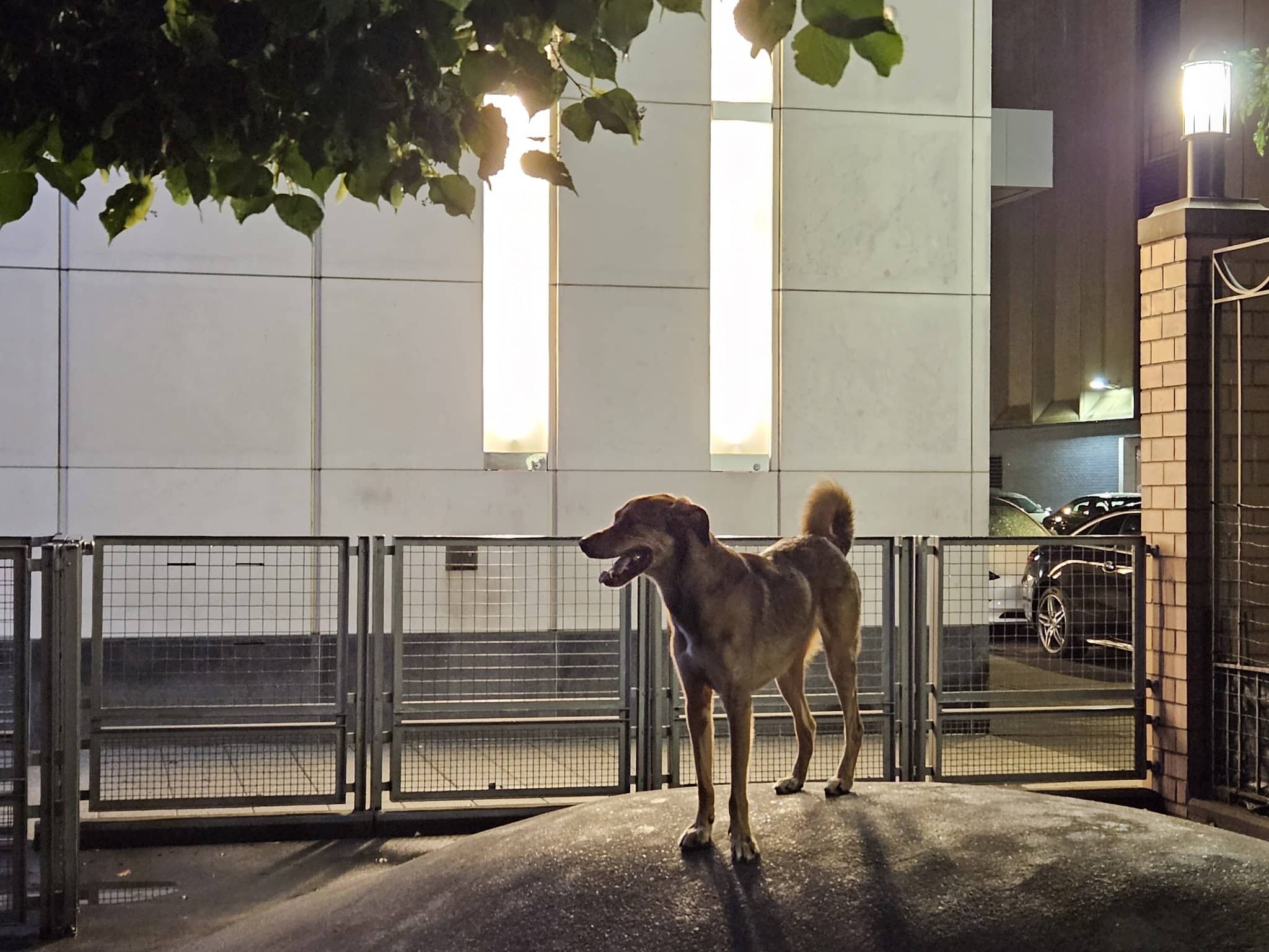 Silver Towers Dog park - New York, NY