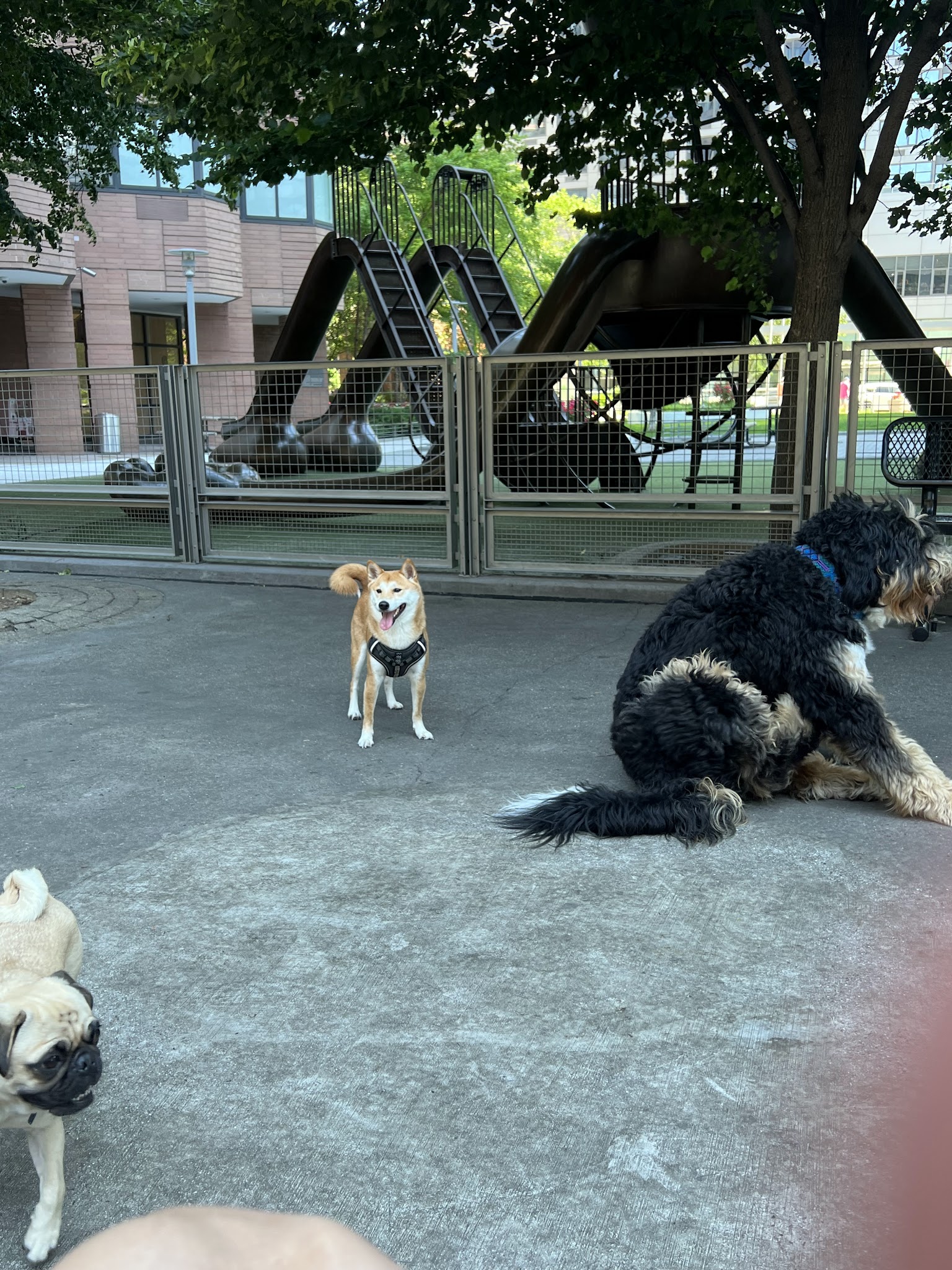 Silver Towers Dog park - New York, NY