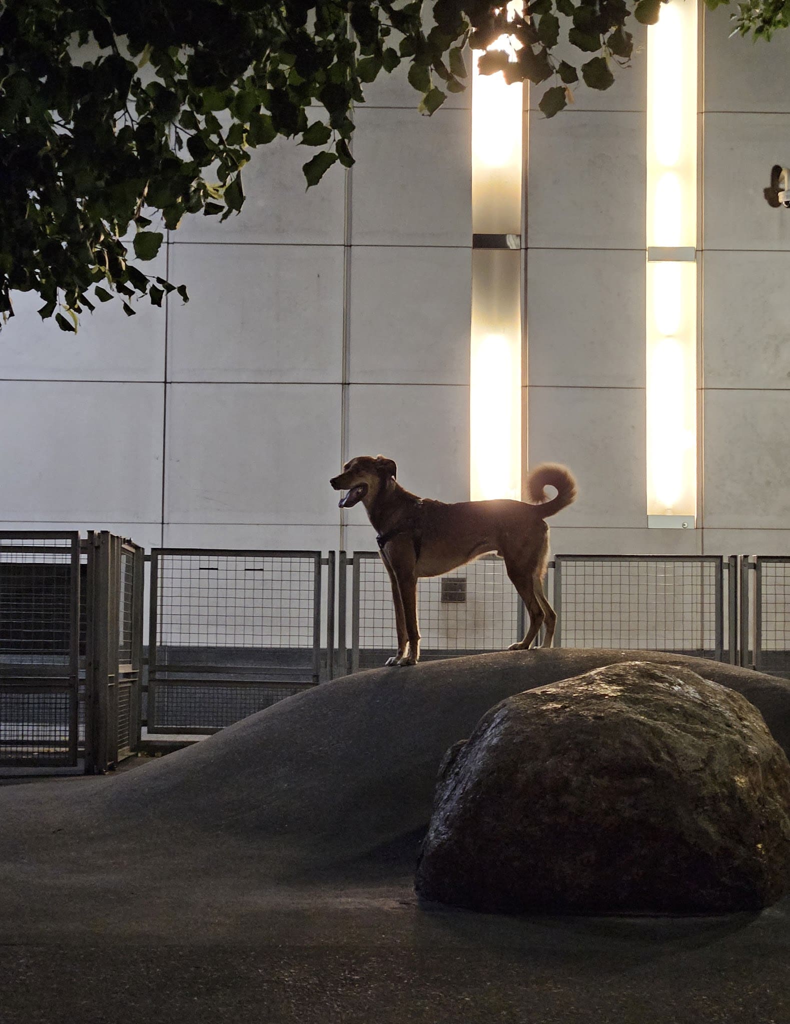 Silver Towers Dog park - New York, NY