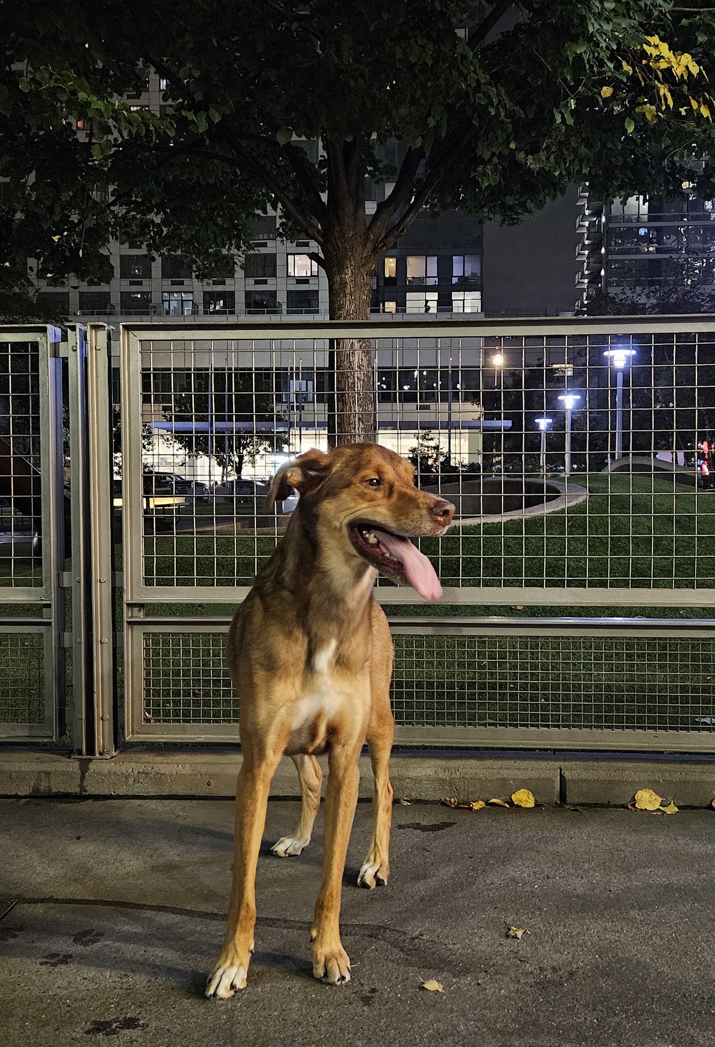 Silver Towers Dog park - New York, NY