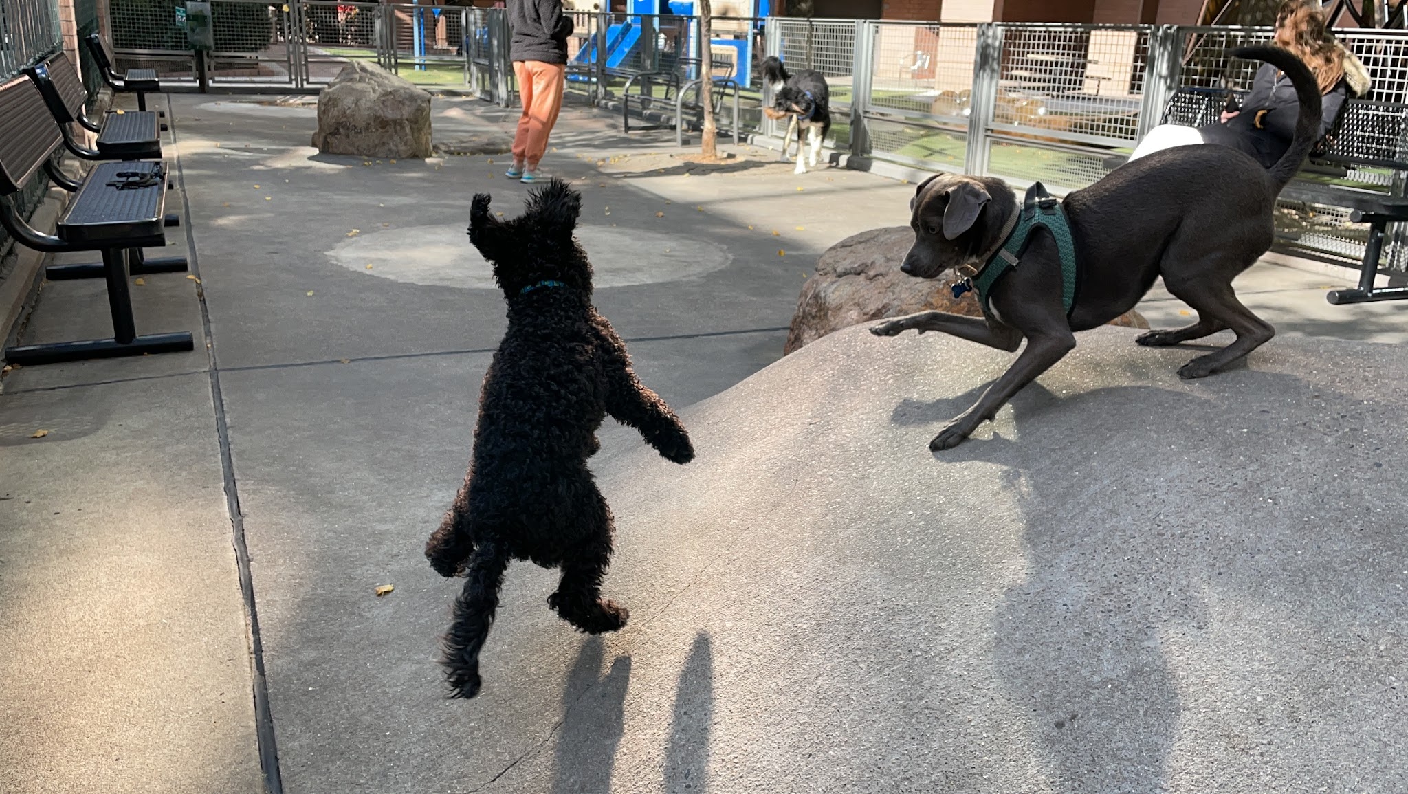 Silver Towers Dog park - New York, NY