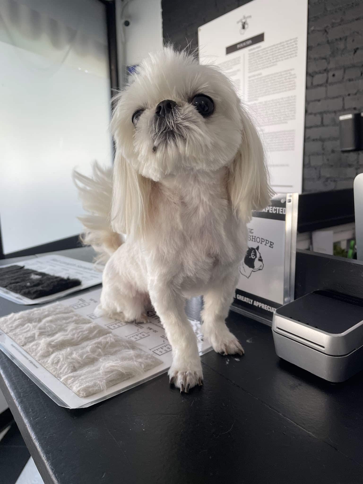 The Bark Shoppe - New York, NY