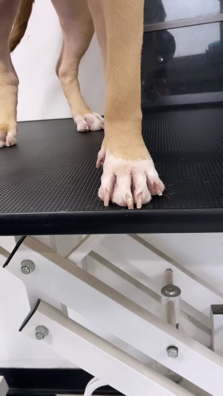 The Bark Shoppe - New York, NY