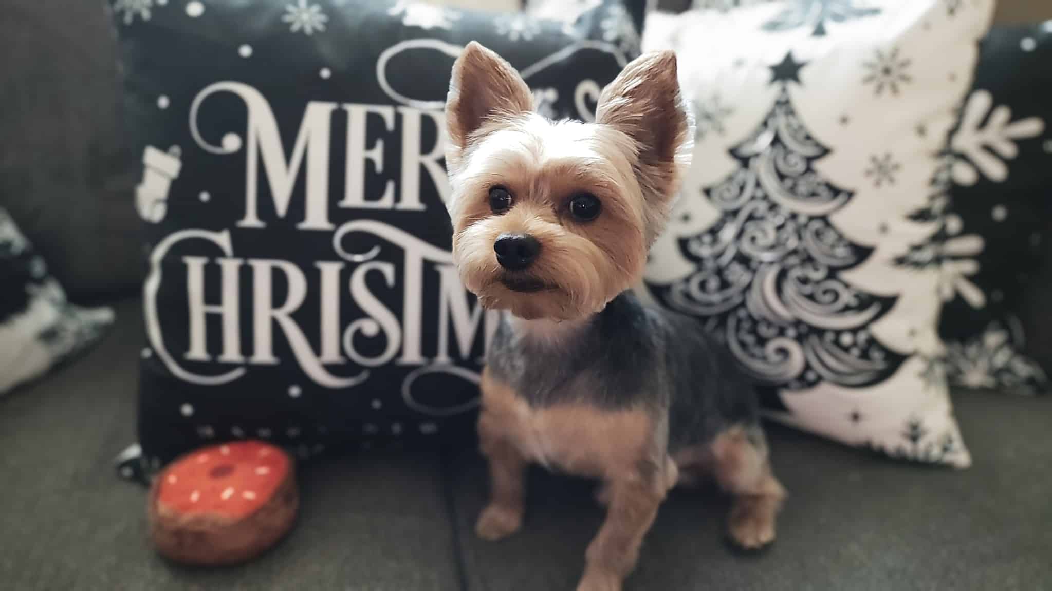 The Bark Shoppe - New York, NY