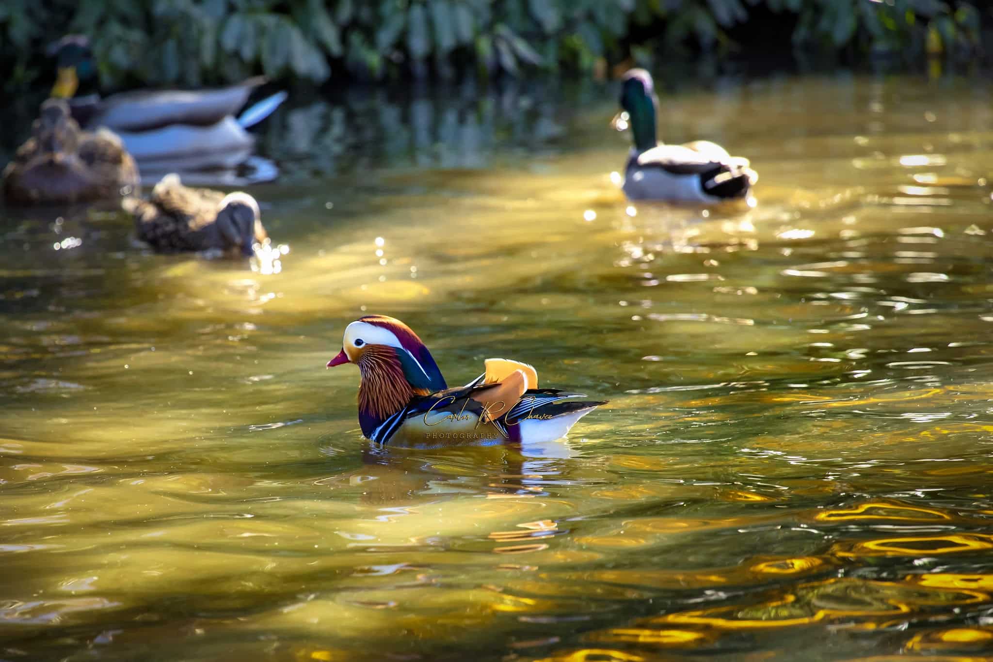 The Pond at Central Park - New York, NY
