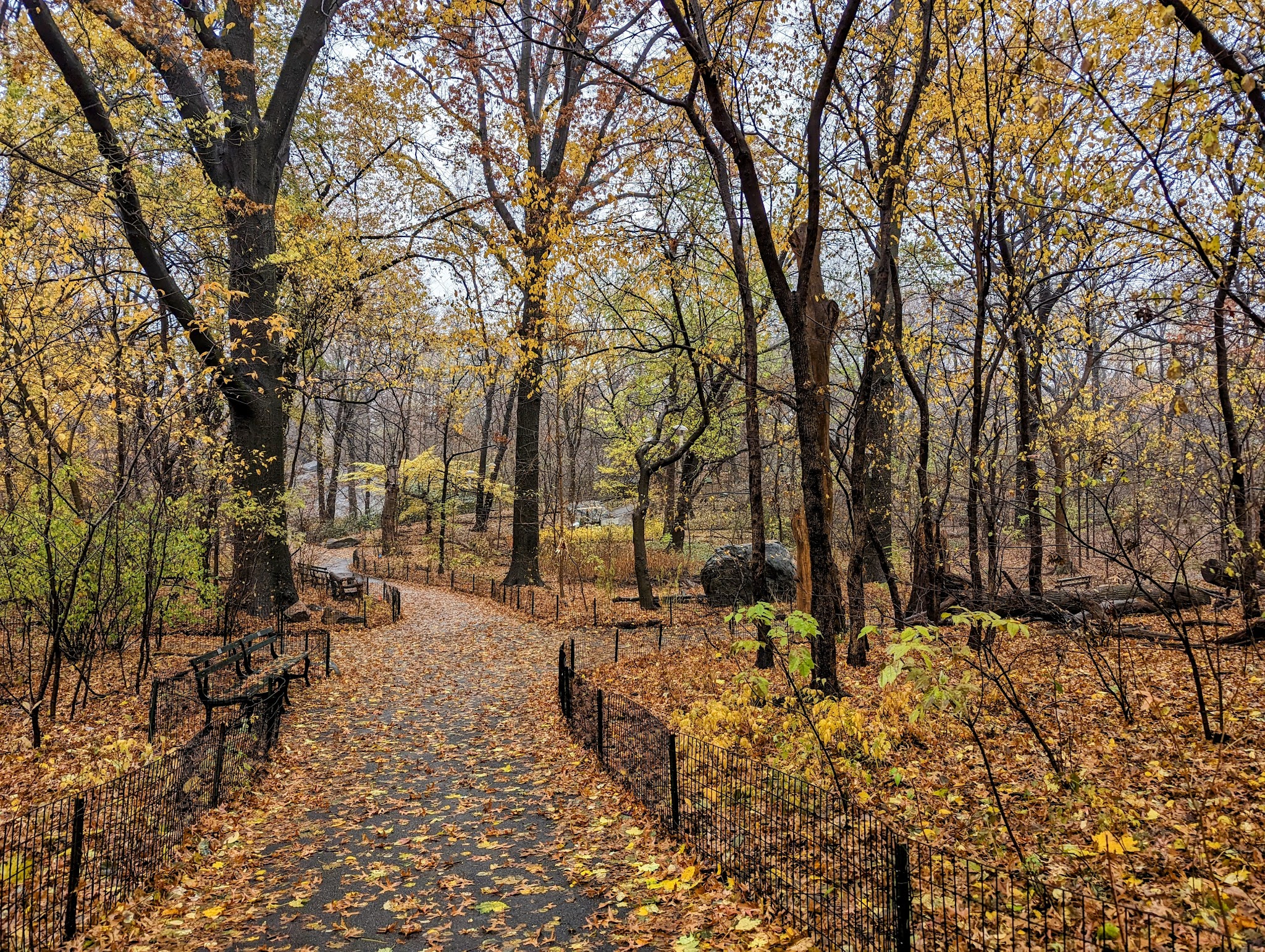 The Ramble - New York, NY