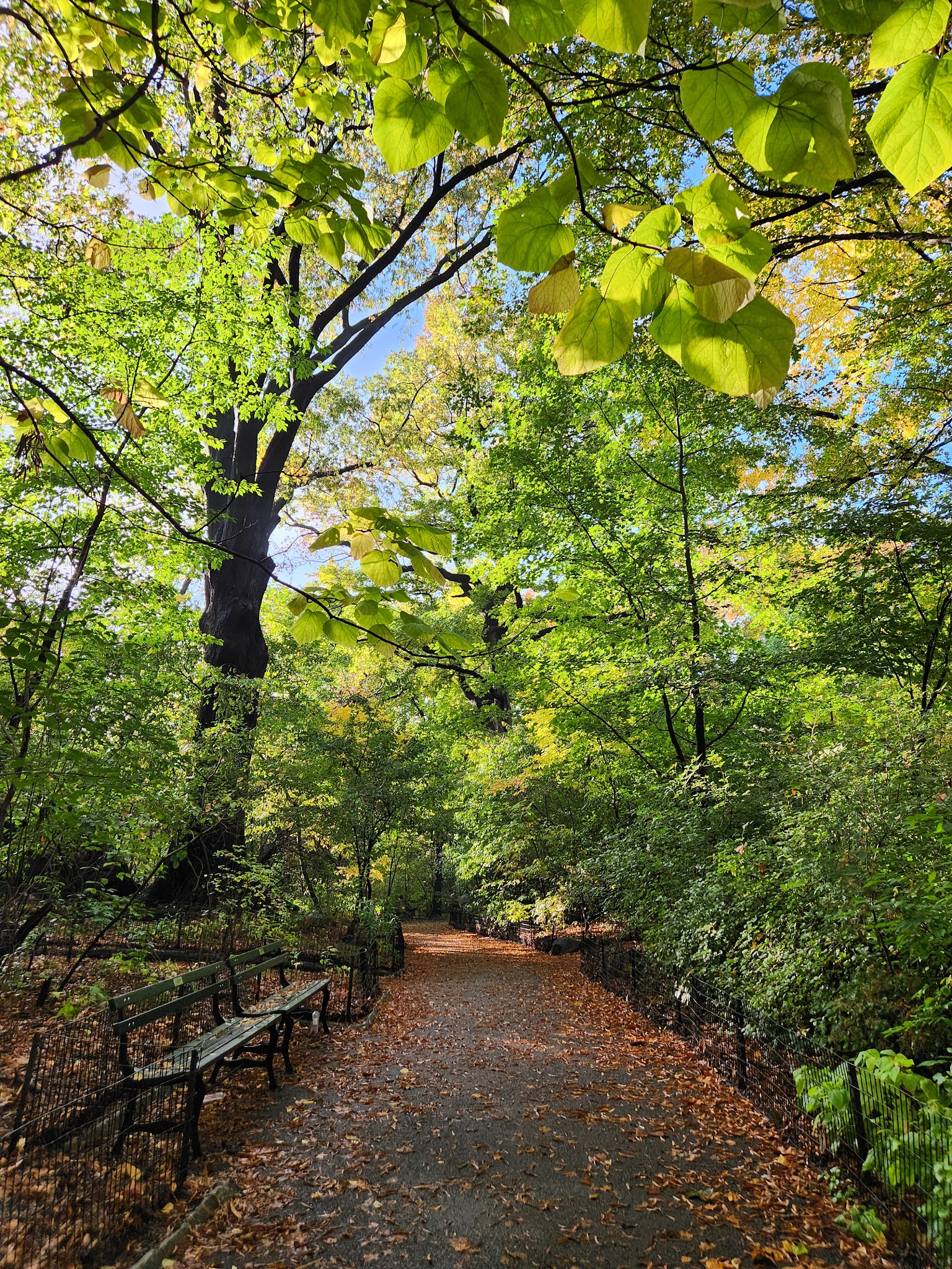 The Ramble - New York, NY