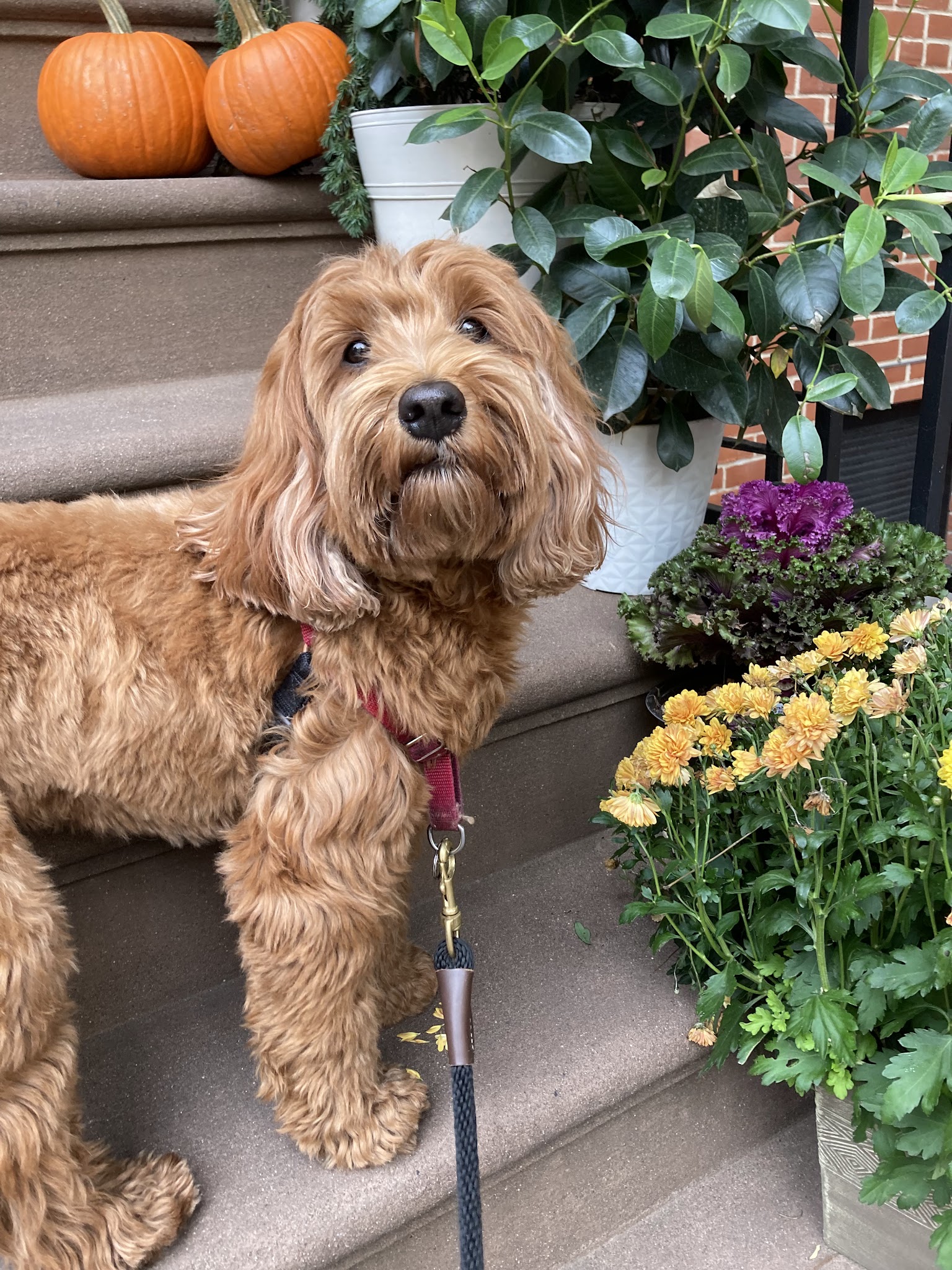 Whistle & Wag - New York, NY