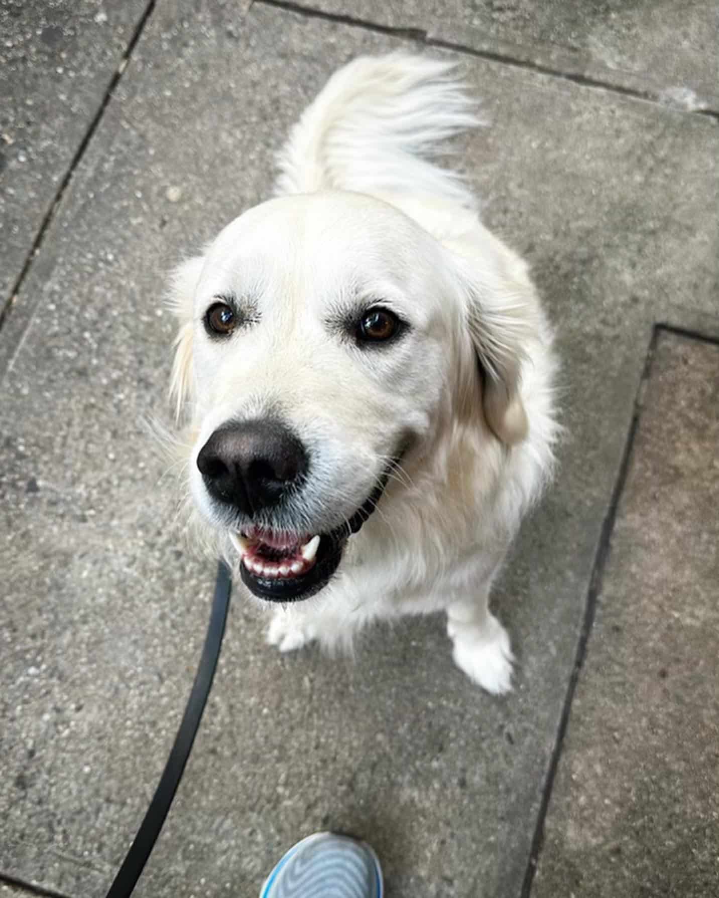 Whistle & Wag - New York, NY