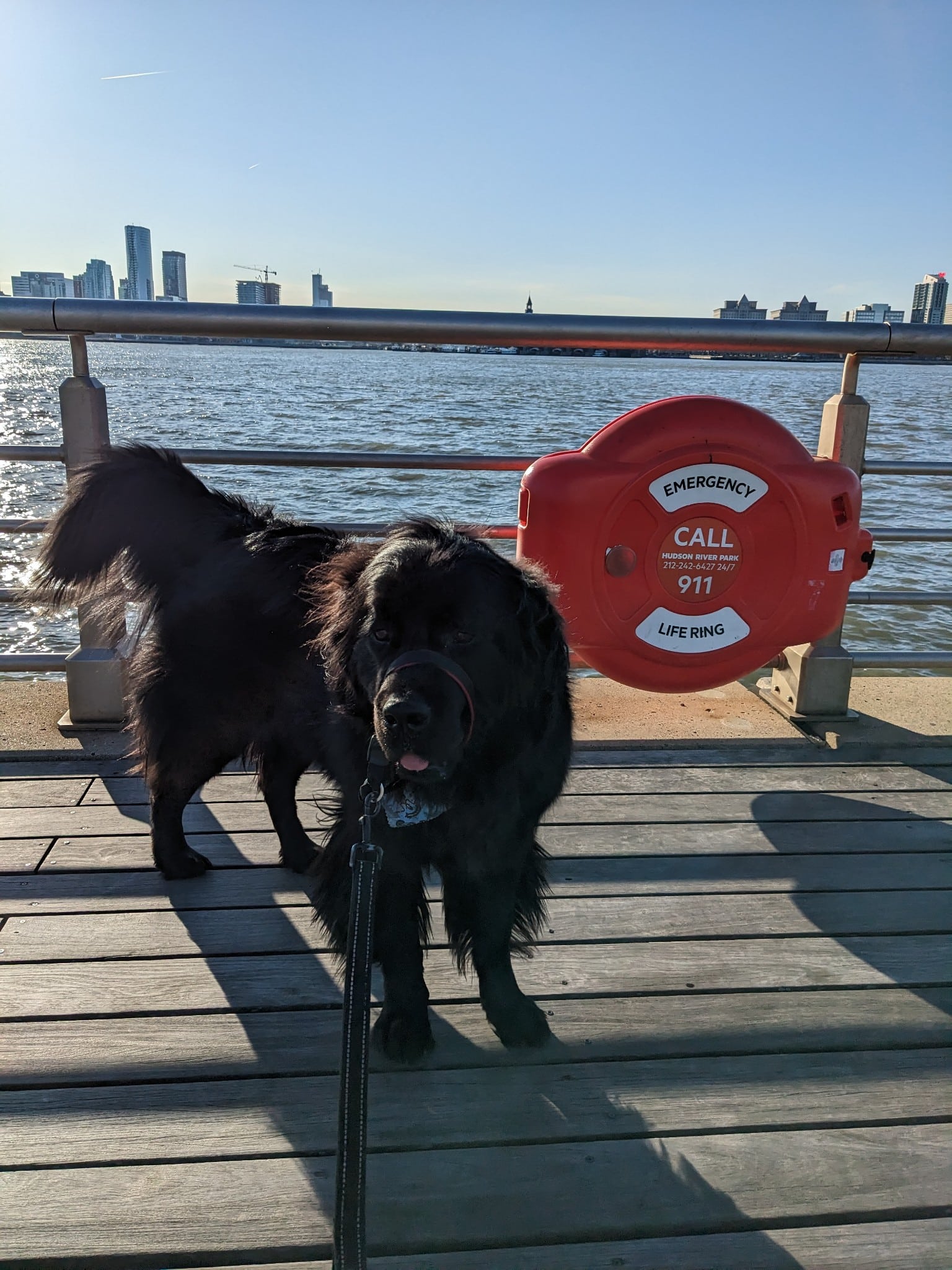 Whistle & Wag - New York, NY