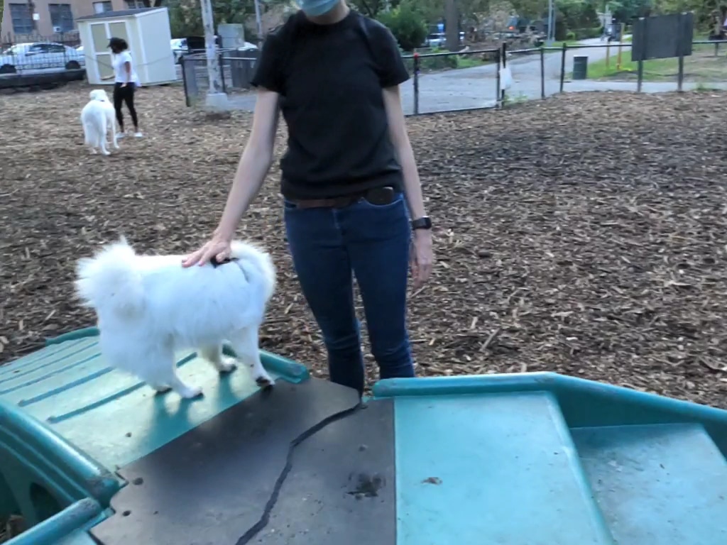 Marcus Garvey Dog Run - New York, NY