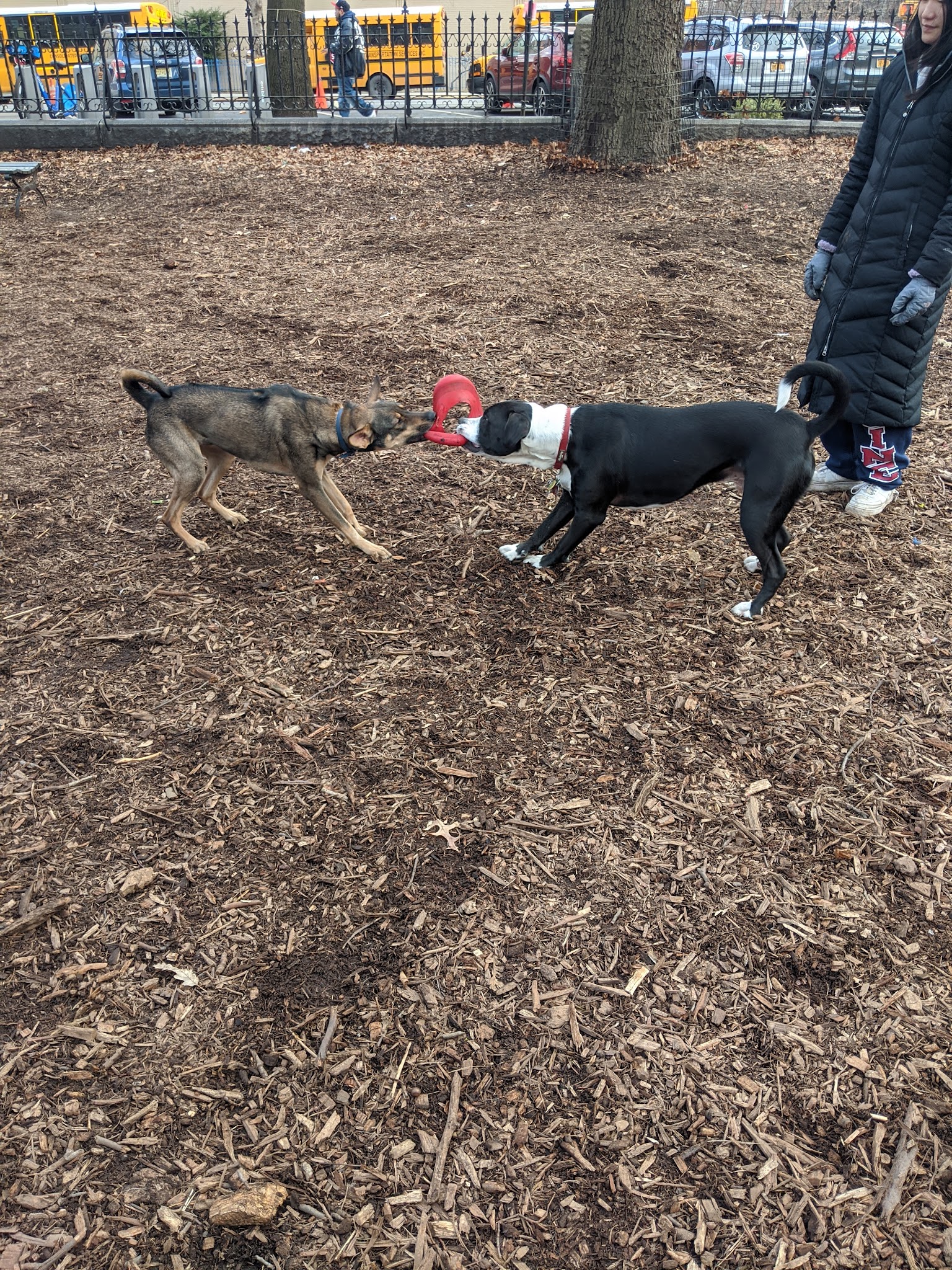 Marcus Garvey Dog Run - New York, NY