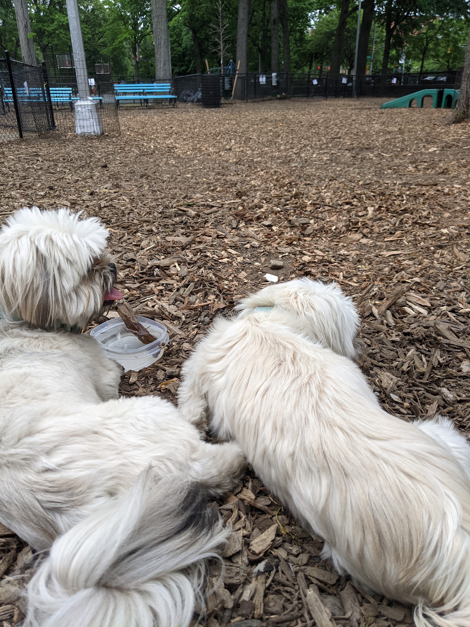 Marcus Garvey Dog Run - New York, NY