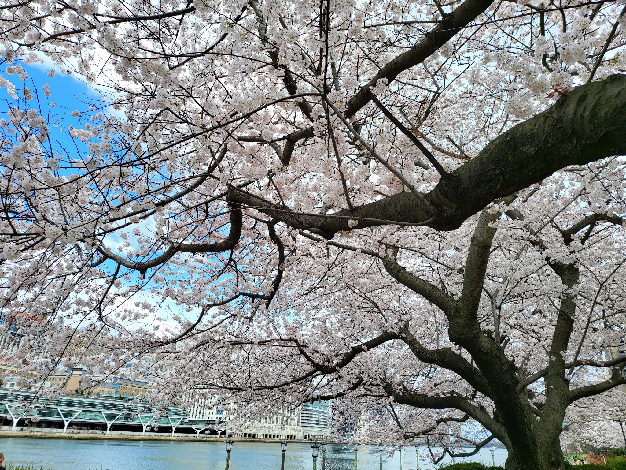 Riverwalk Commons - New York, NY