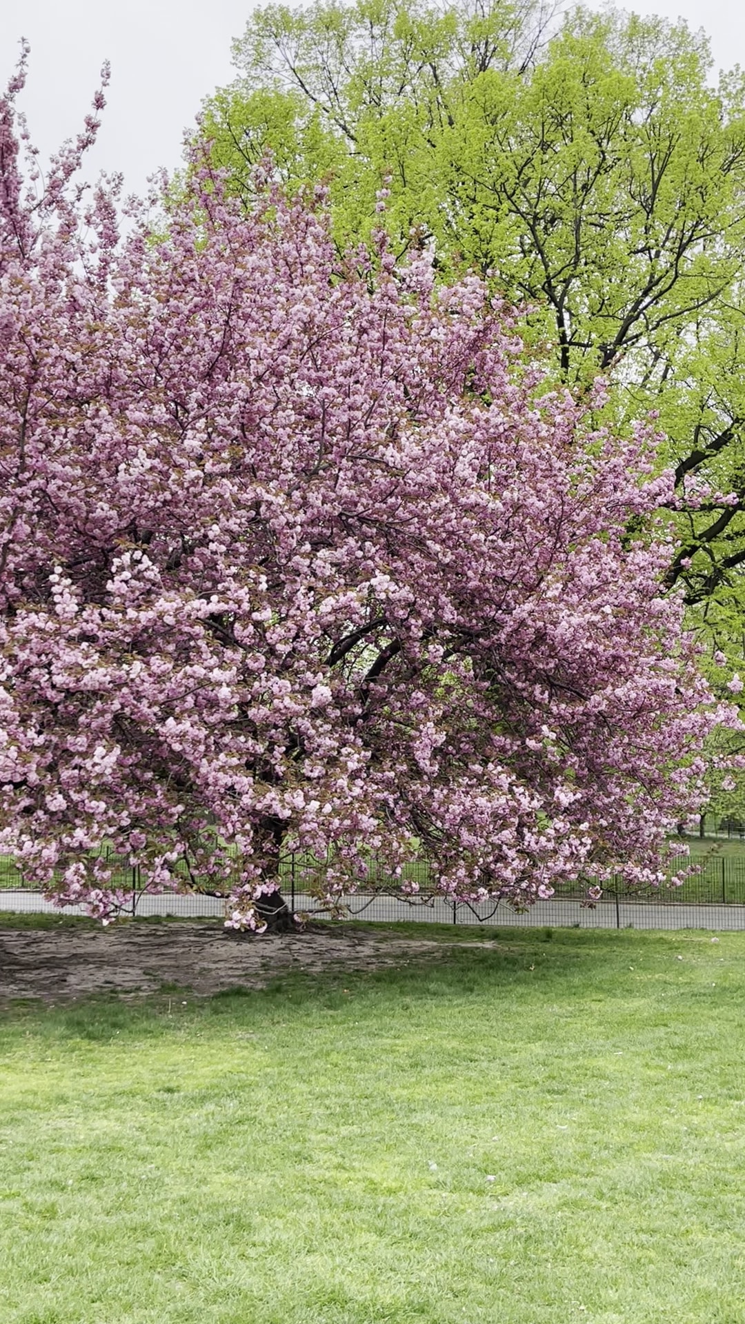 The Great Lawn - New York, NY