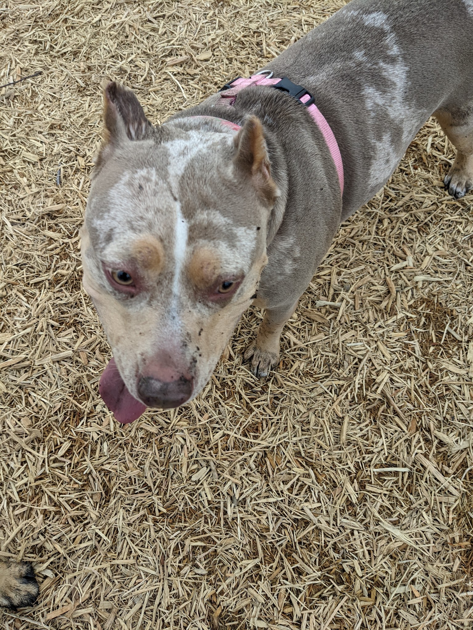 New Castle County Bark Park - Newark, DE