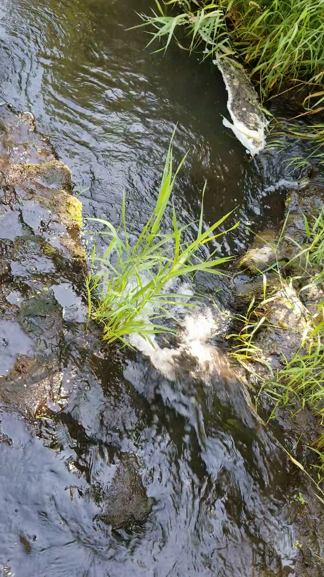 Newberg Dog Park - Newberg, OR