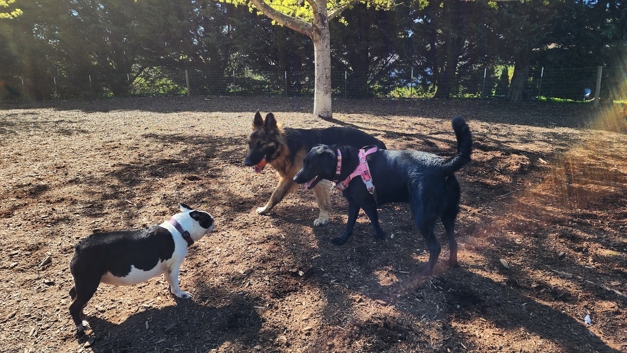 Newberg Dog Park - Newberg, OR