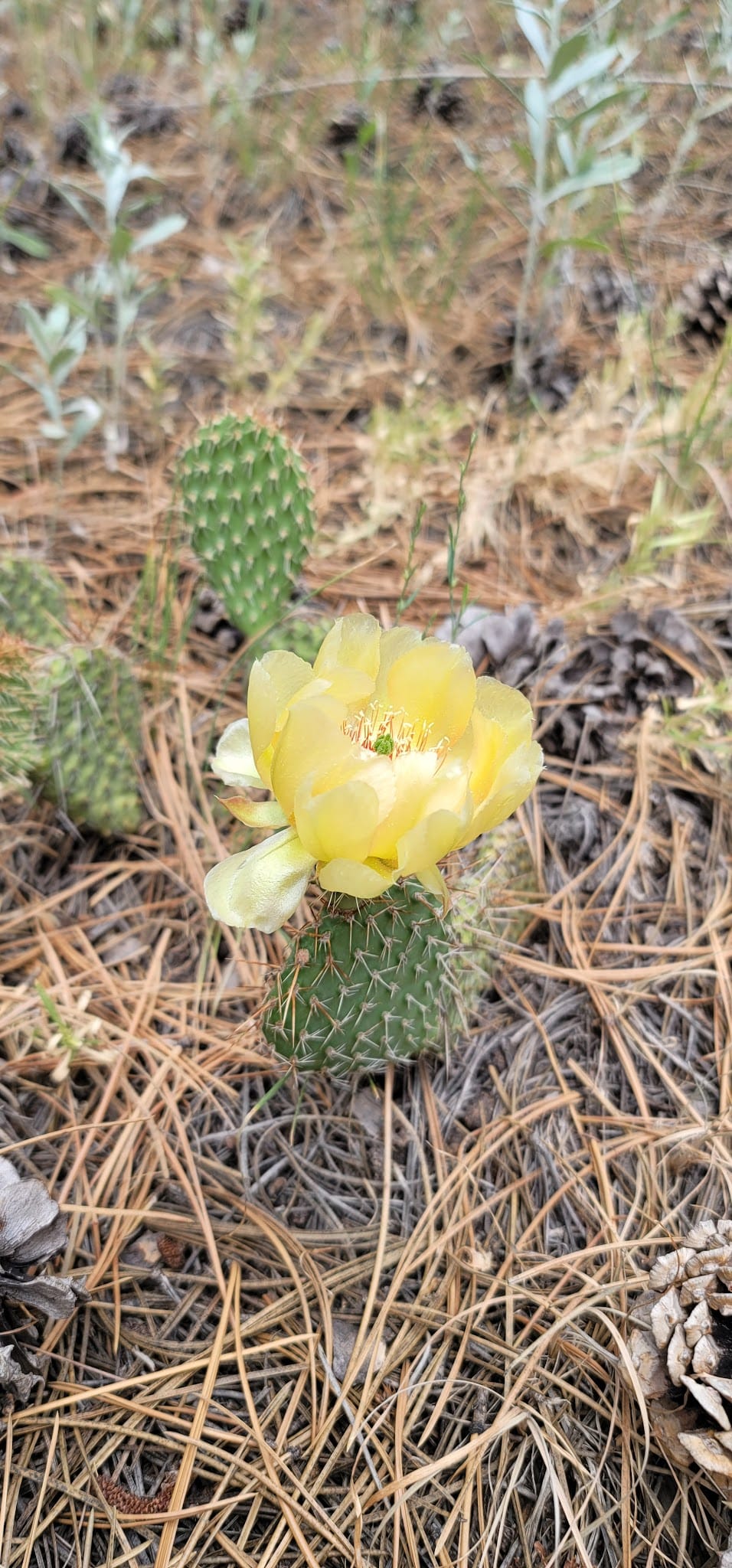 Serenity Trail - Newcastle, WY