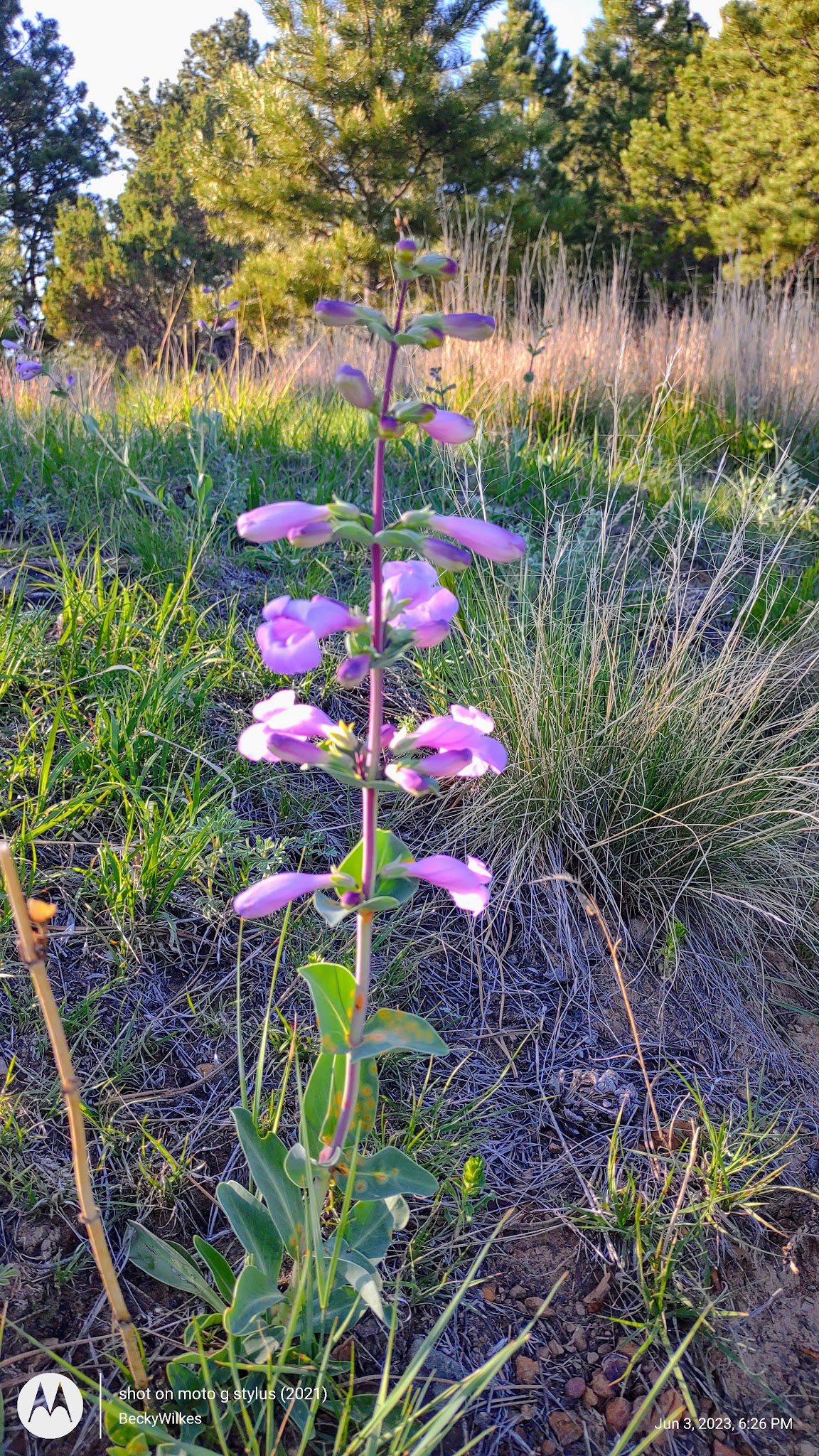 Serenity Trail - Newcastle, WY