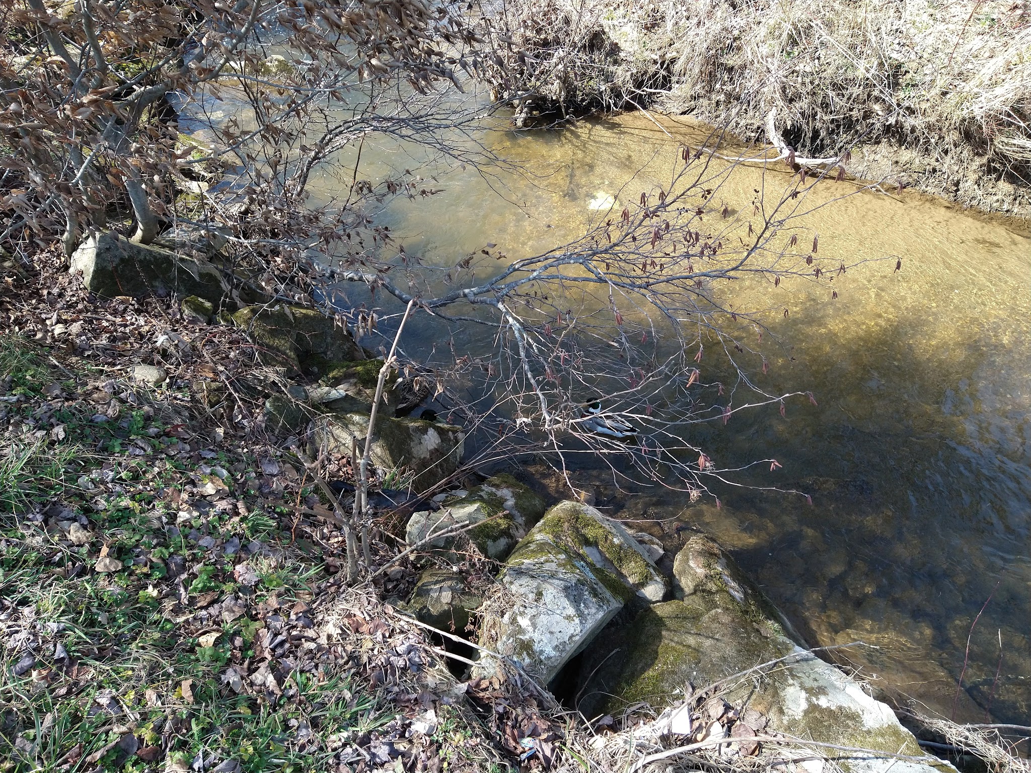Roby Shoemaker Wetlands and Family Recreation Park - Newland, NC