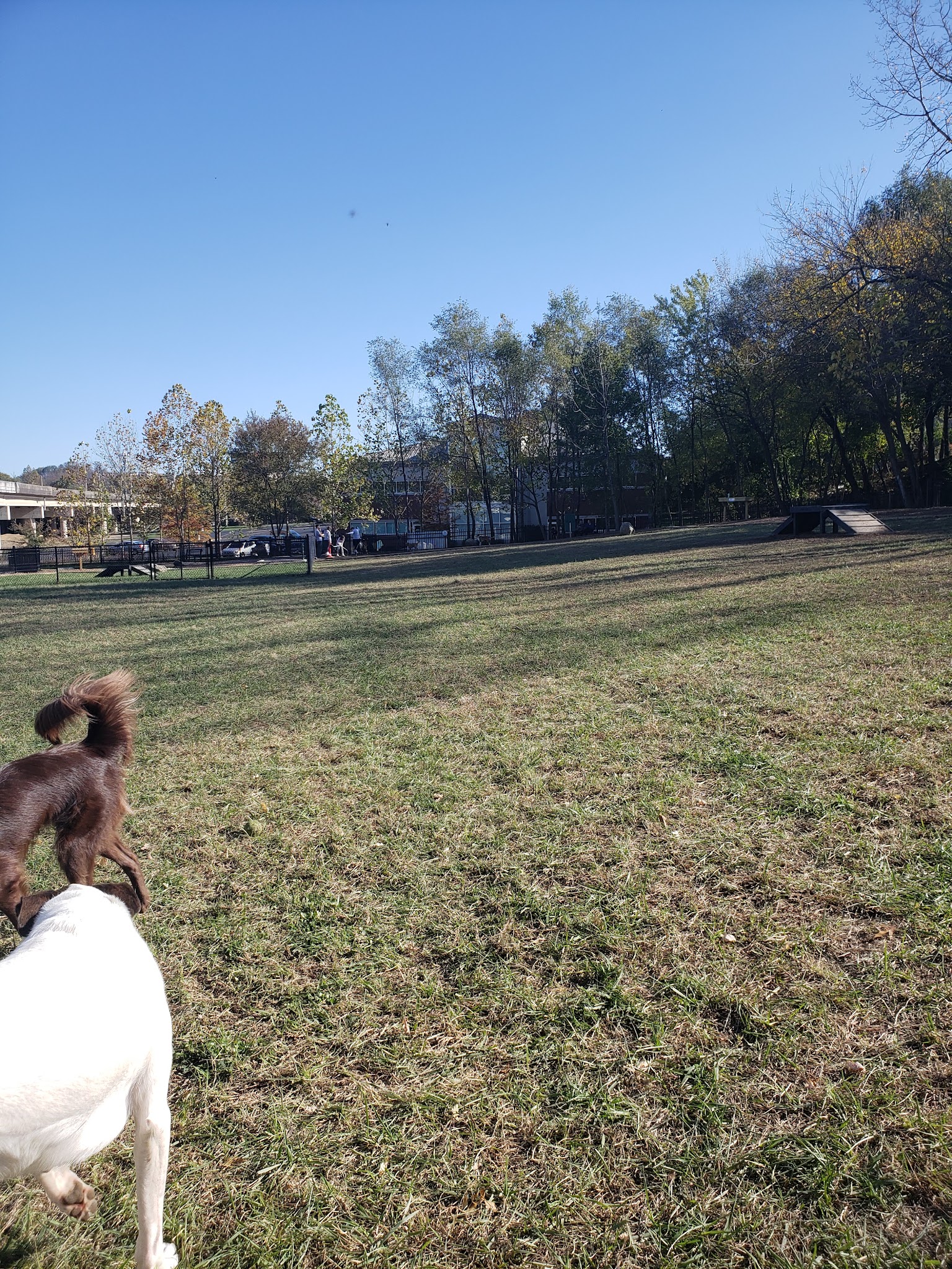East Row Dog Park - Newport, KY