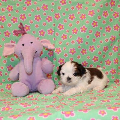 Sandhills Puppy Paws - Newport, NE