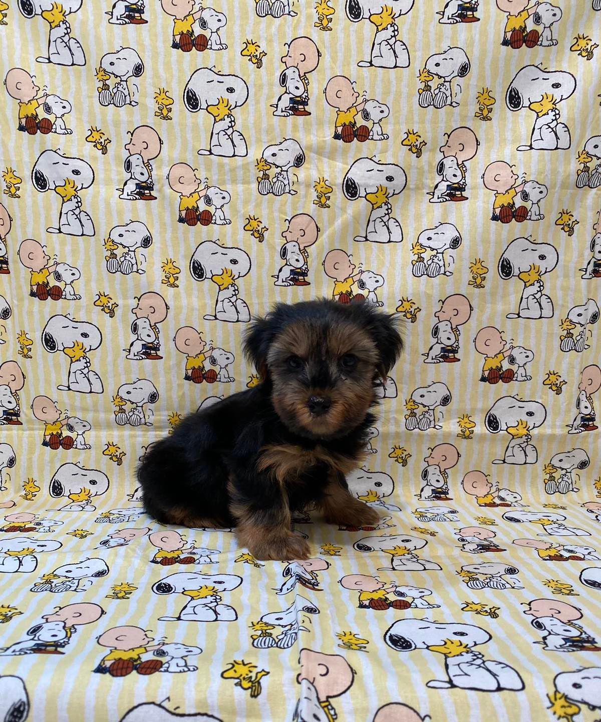 Sandhills Puppy Paws - Newport, NE