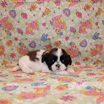Sandhills Puppy Paws - Newport, NE