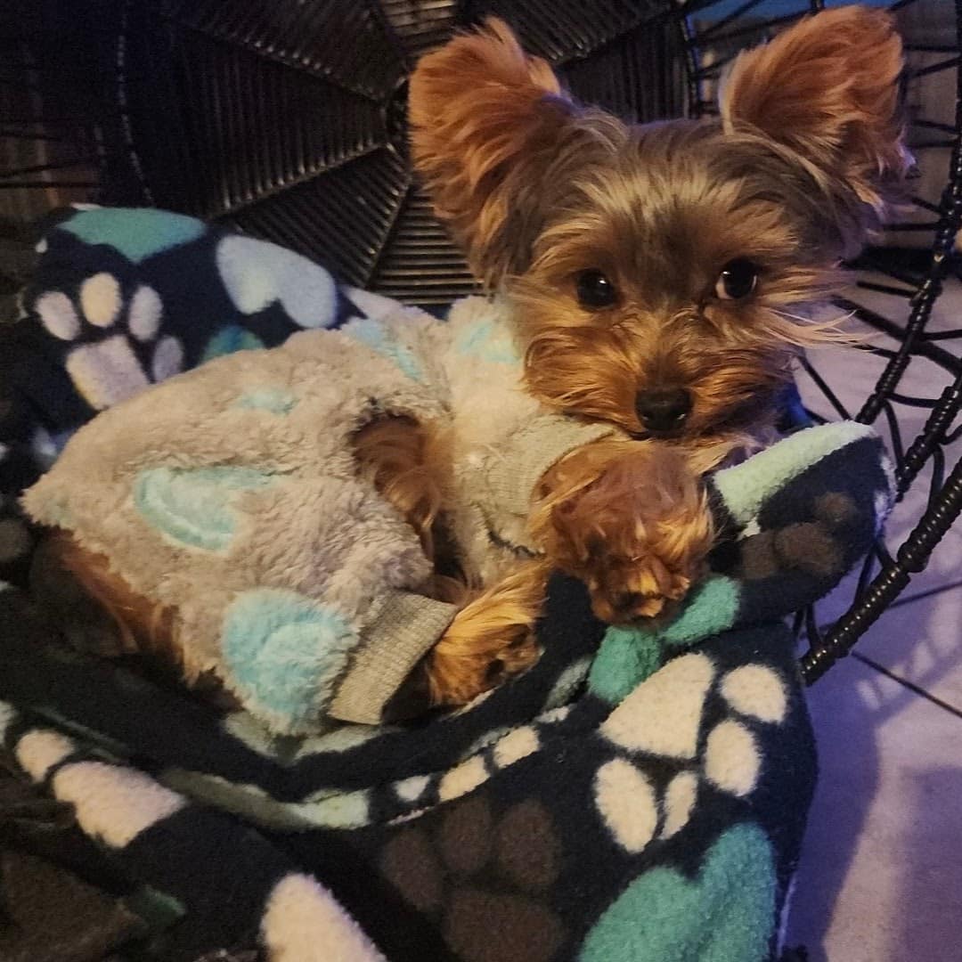 Sandhills Puppy Paws - Newport, NE