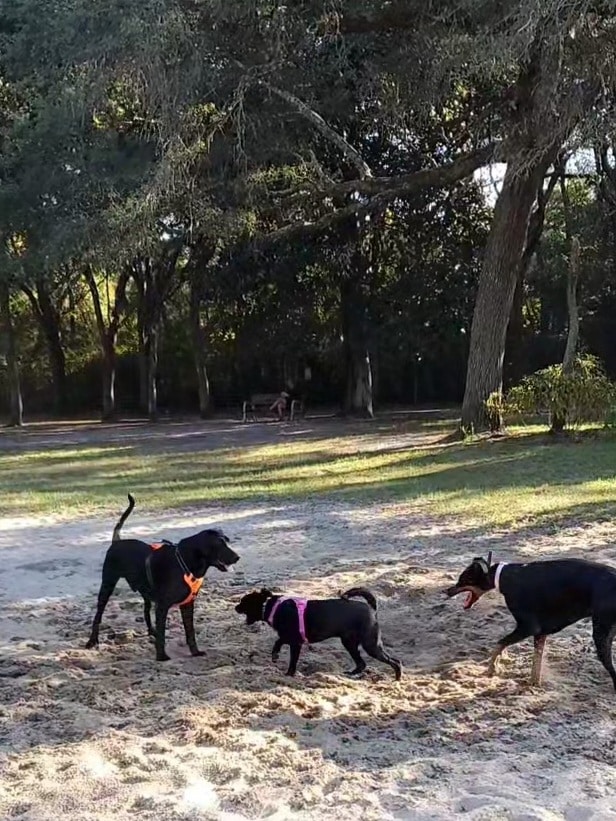 Niceville Dog Park - Niceville, FL