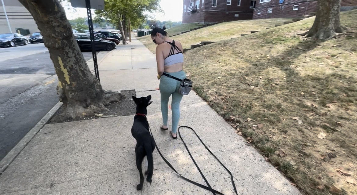 Nikko’s Way Dog Training - ,