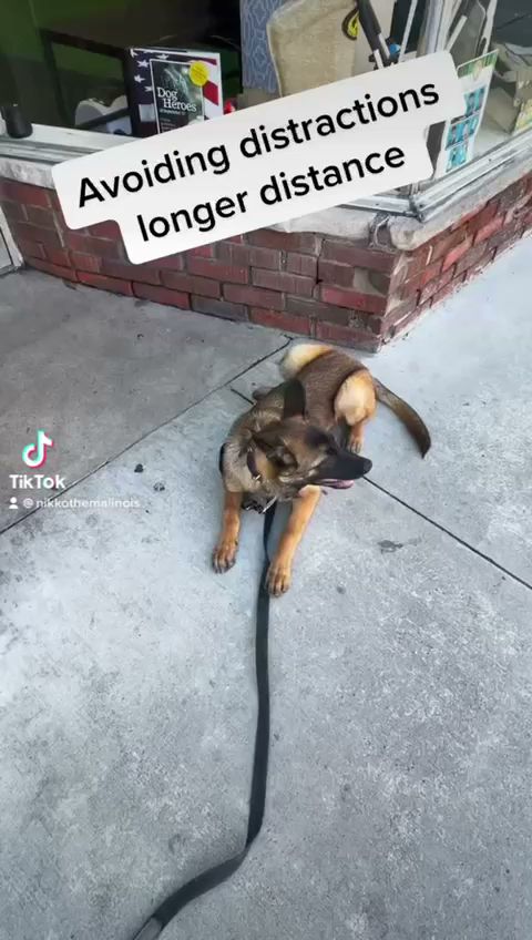 Nikko’s Way Dog Training - ,