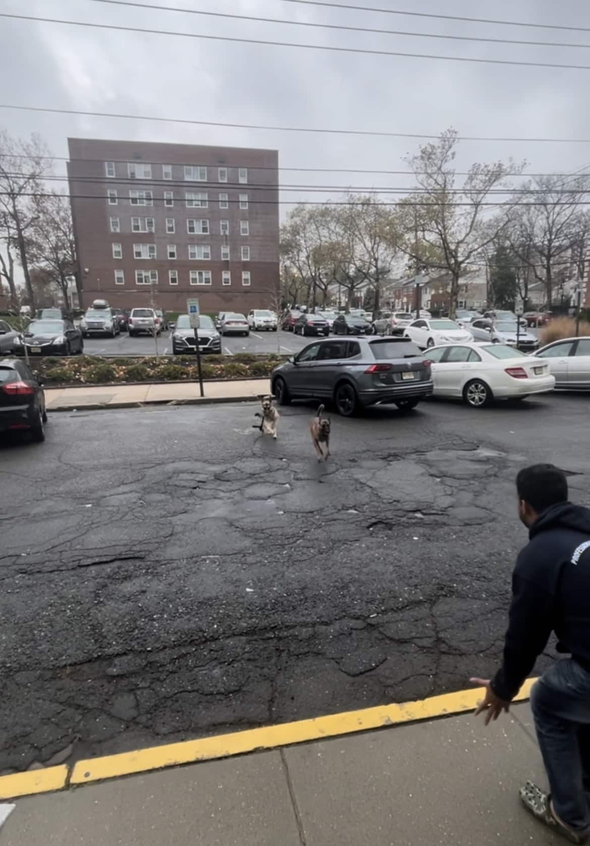 Nikko’s Way Dog Training - ,