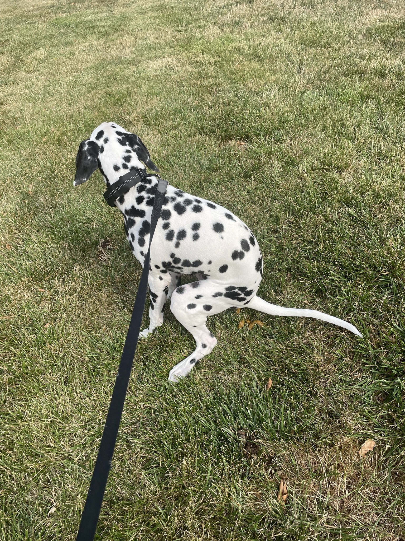 Nikko’s Way Dog Training - ,