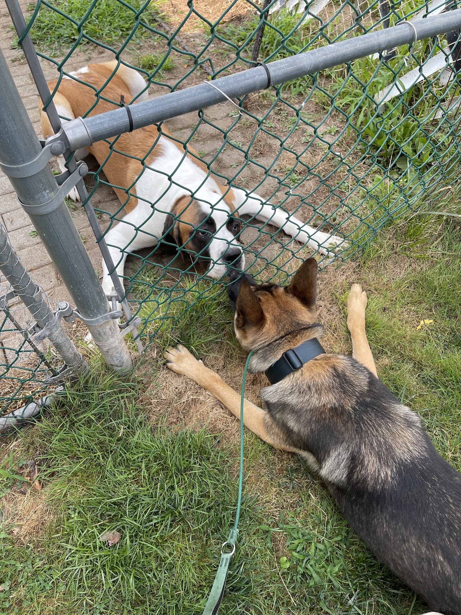 Nikko’s Way Dog Training - ,