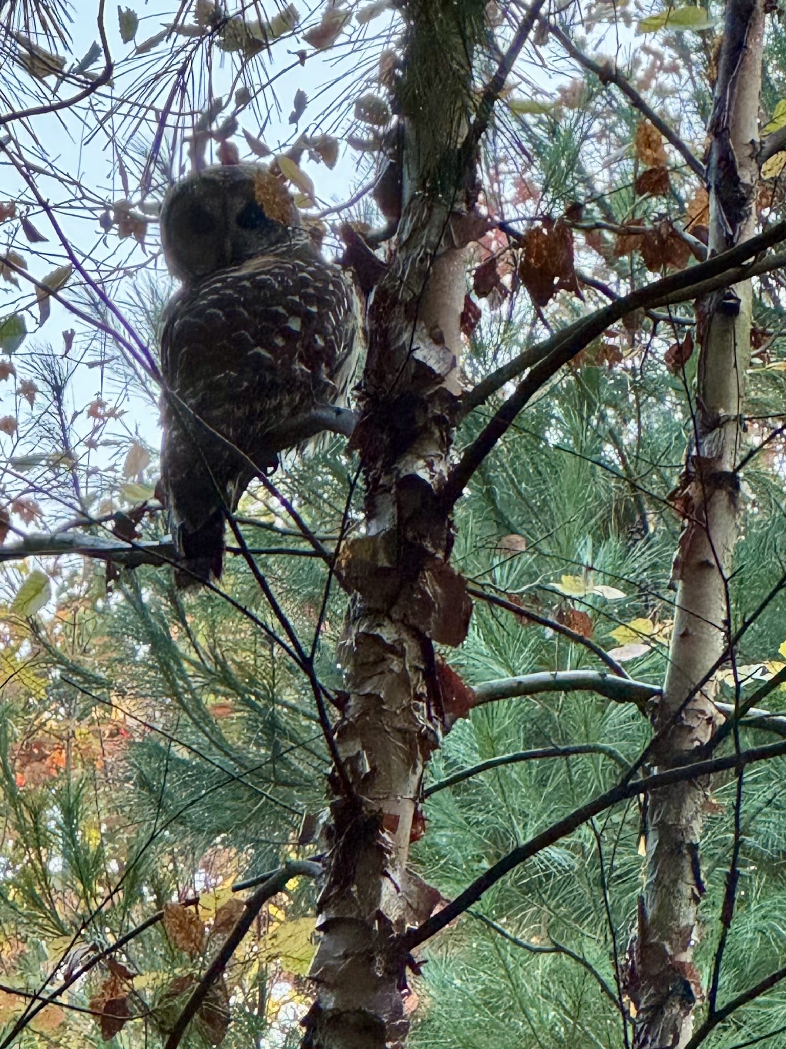 Pond Street Athletic Complex - Norfolk, MA