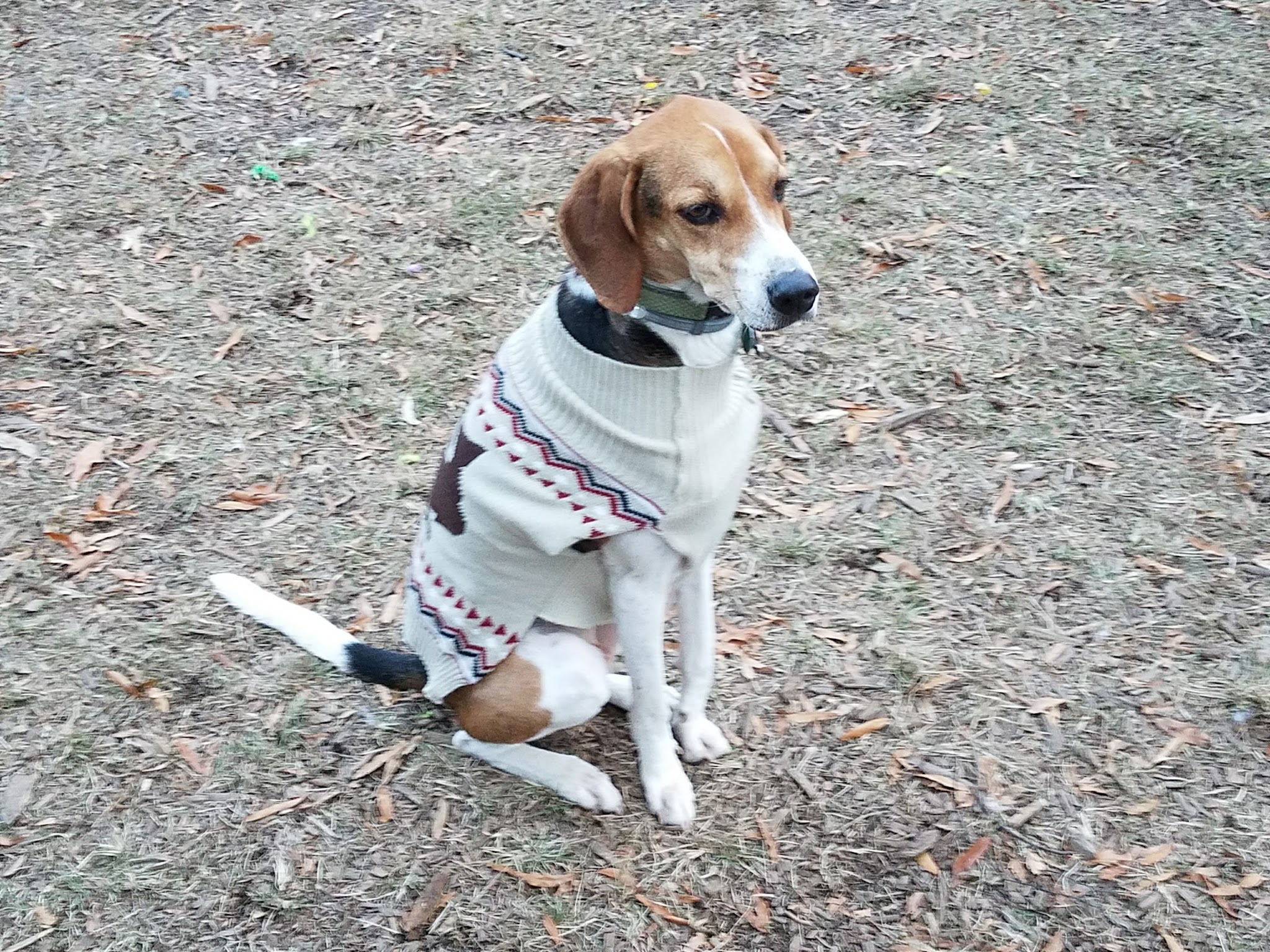 Ocean View Dog Park - Norfolk, VA