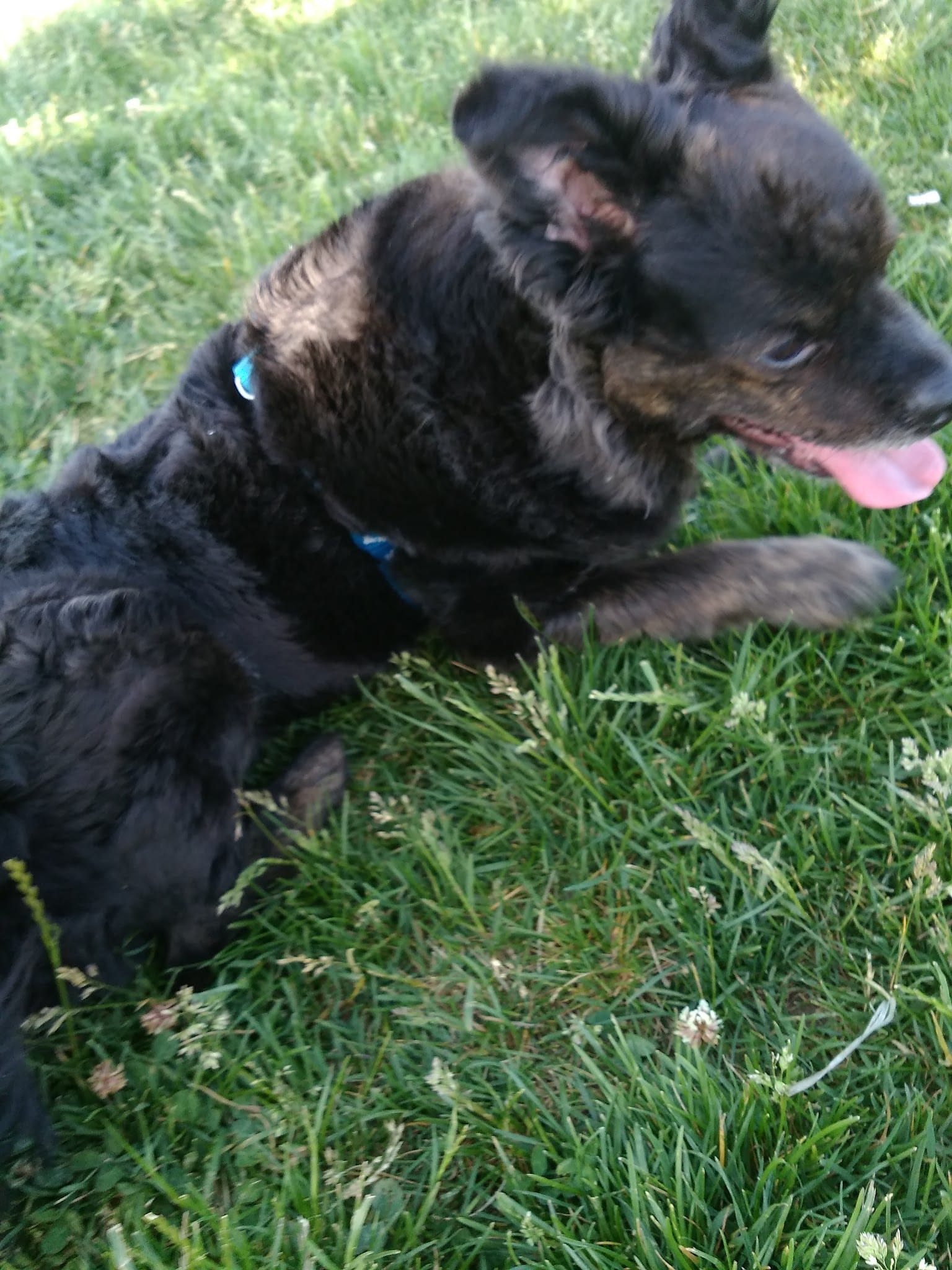 Shepard Dog Park - Normal, IL