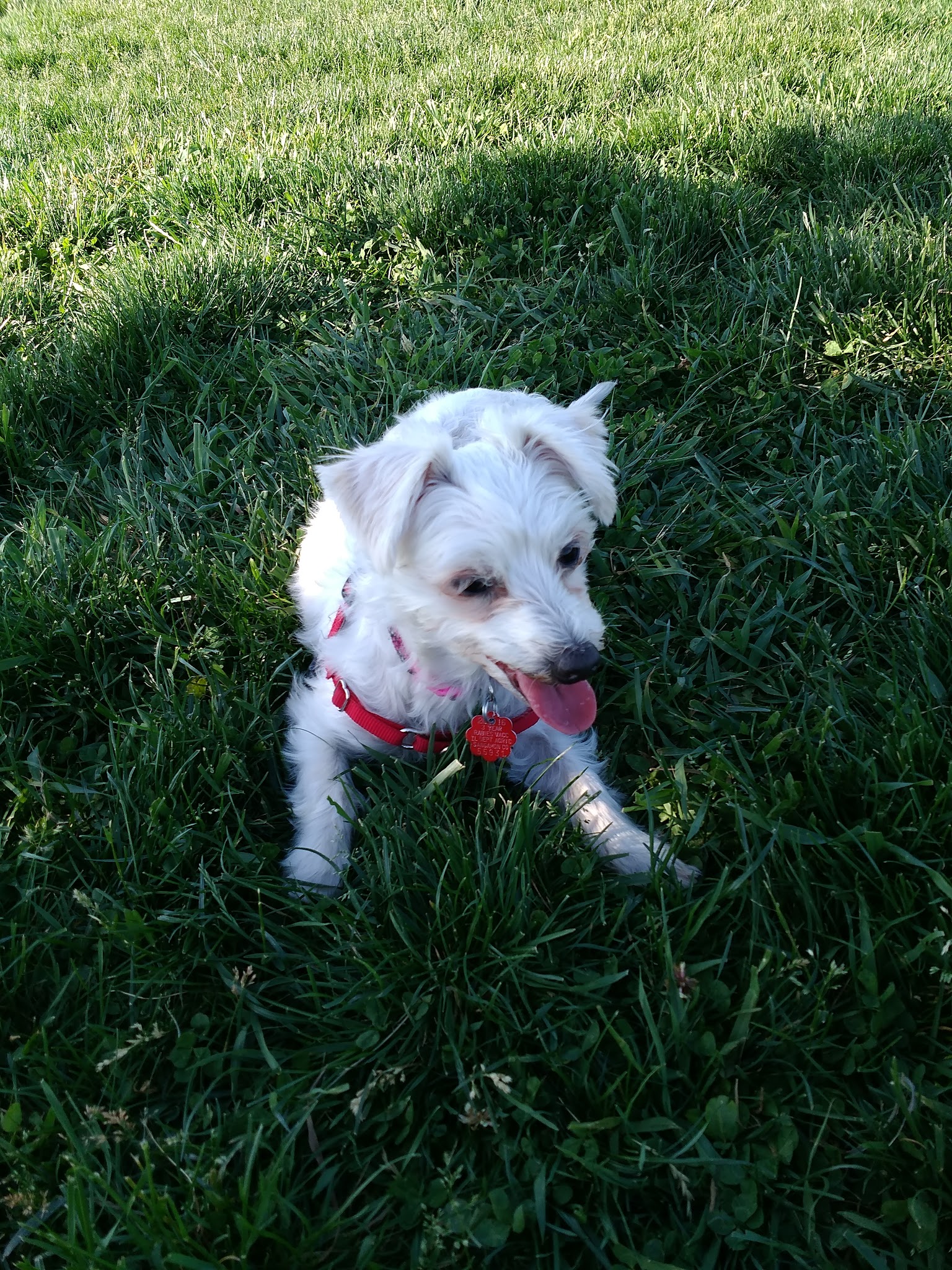 Shepard Dog Park - Normal, IL