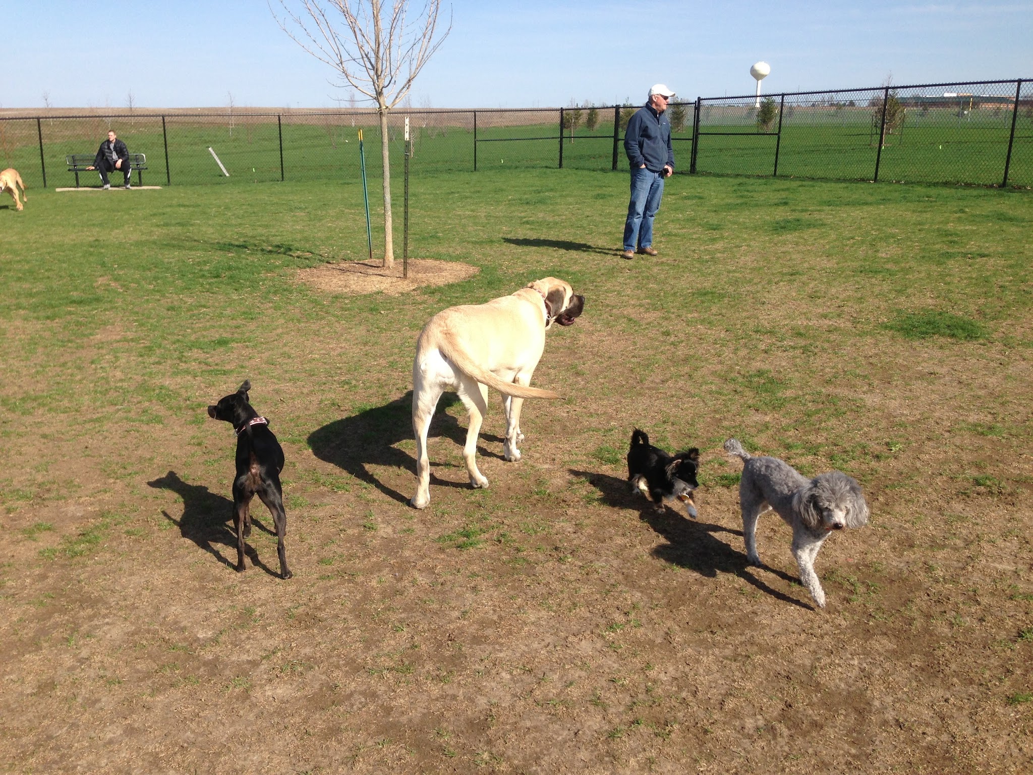 Shepard Dog Park - Normal, IL
