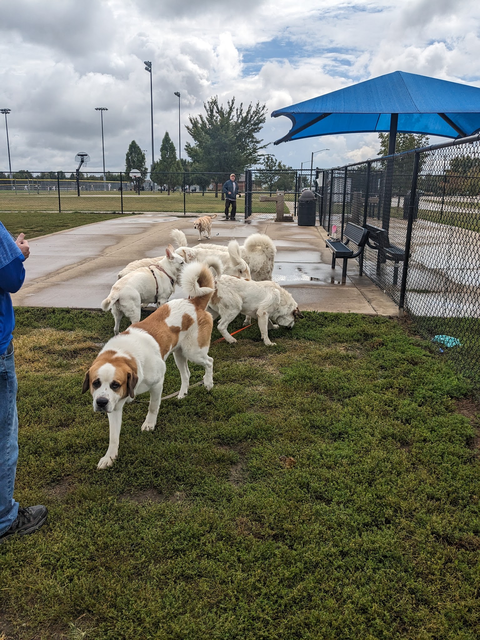 Shepard Dog Park - Normal, IL