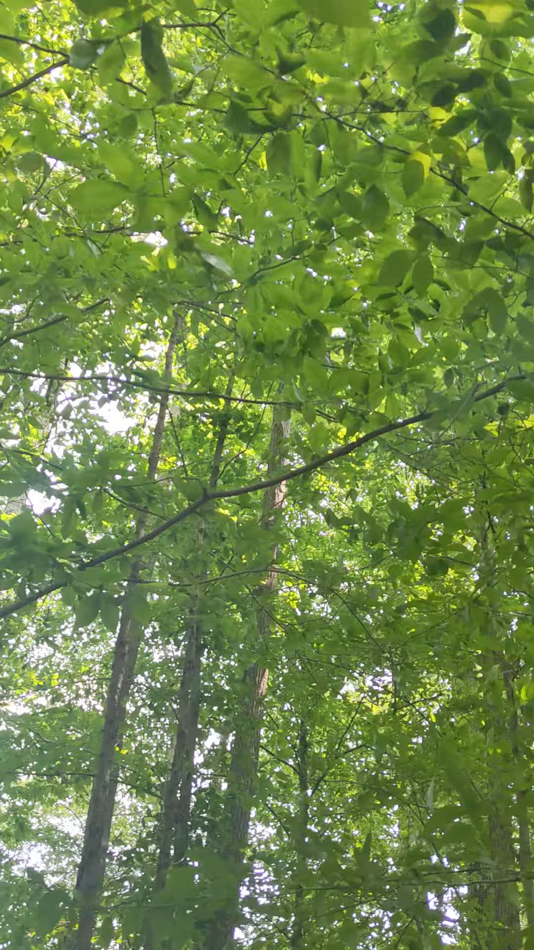 Elk Neck Arboretum Area Parking - North East, MD