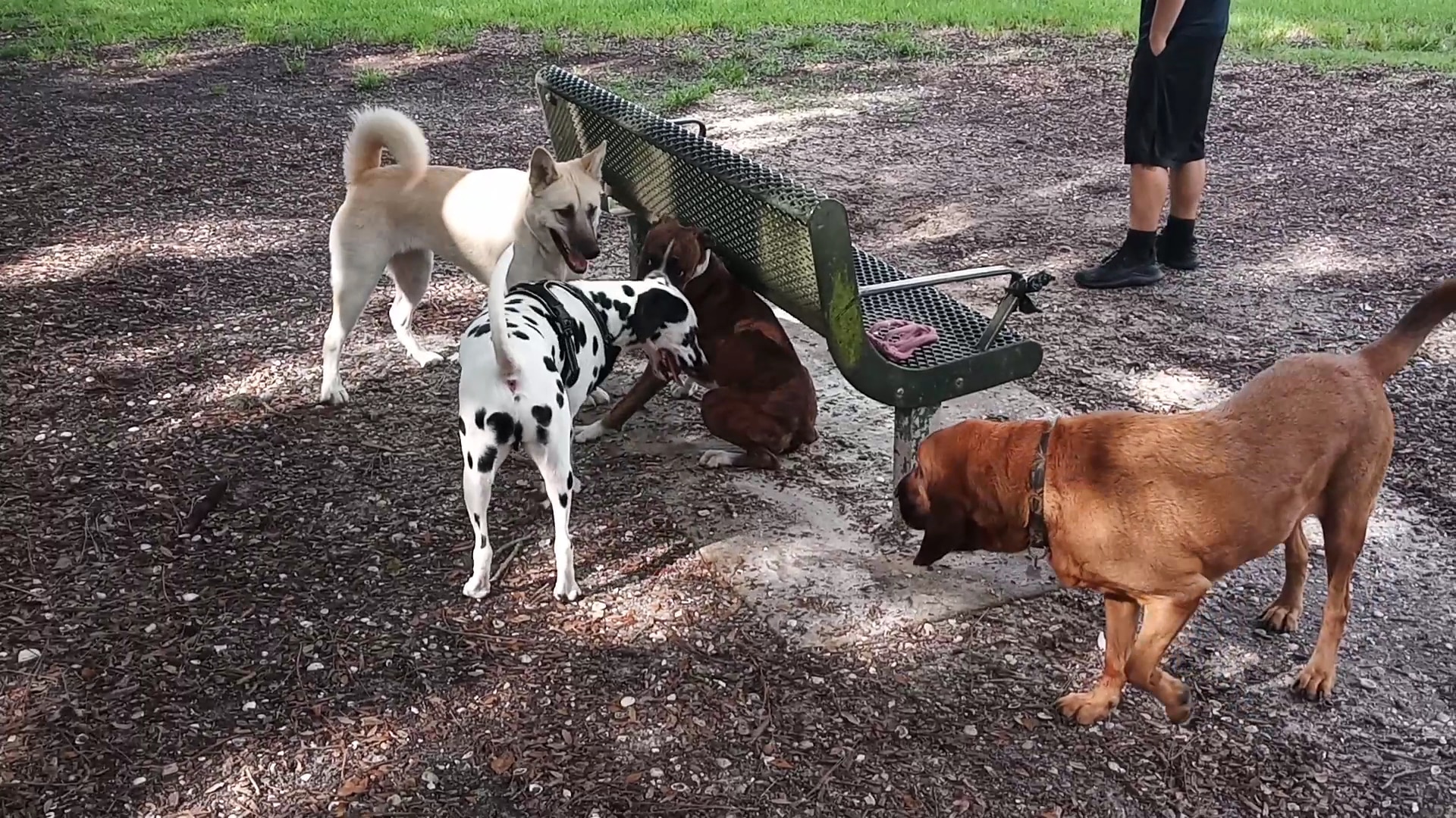 Pooch Park Dog Park at Judd Community Park - North Fort Myers, FL