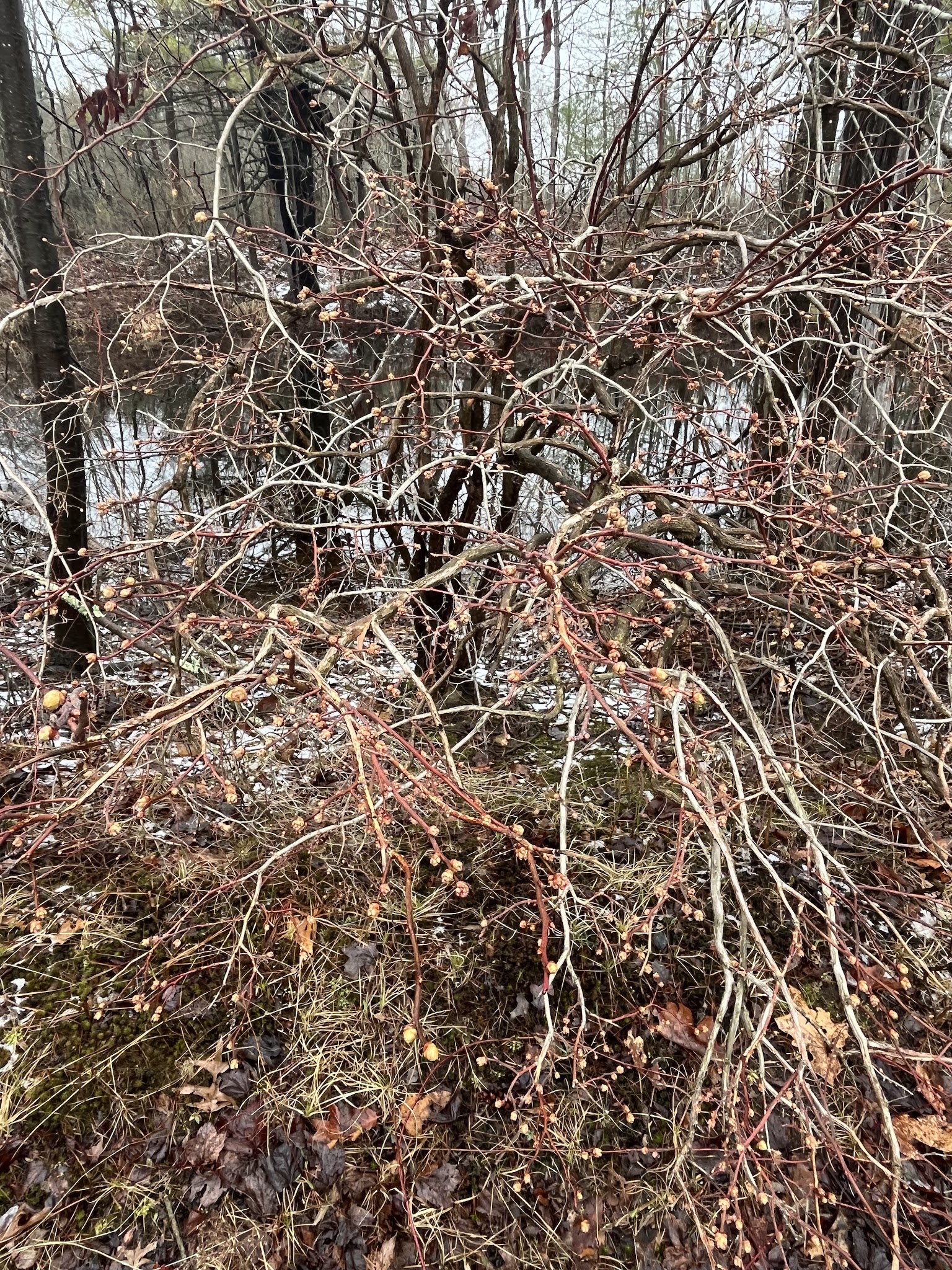 Thompson Dam - North Grosvenor Dale, CT