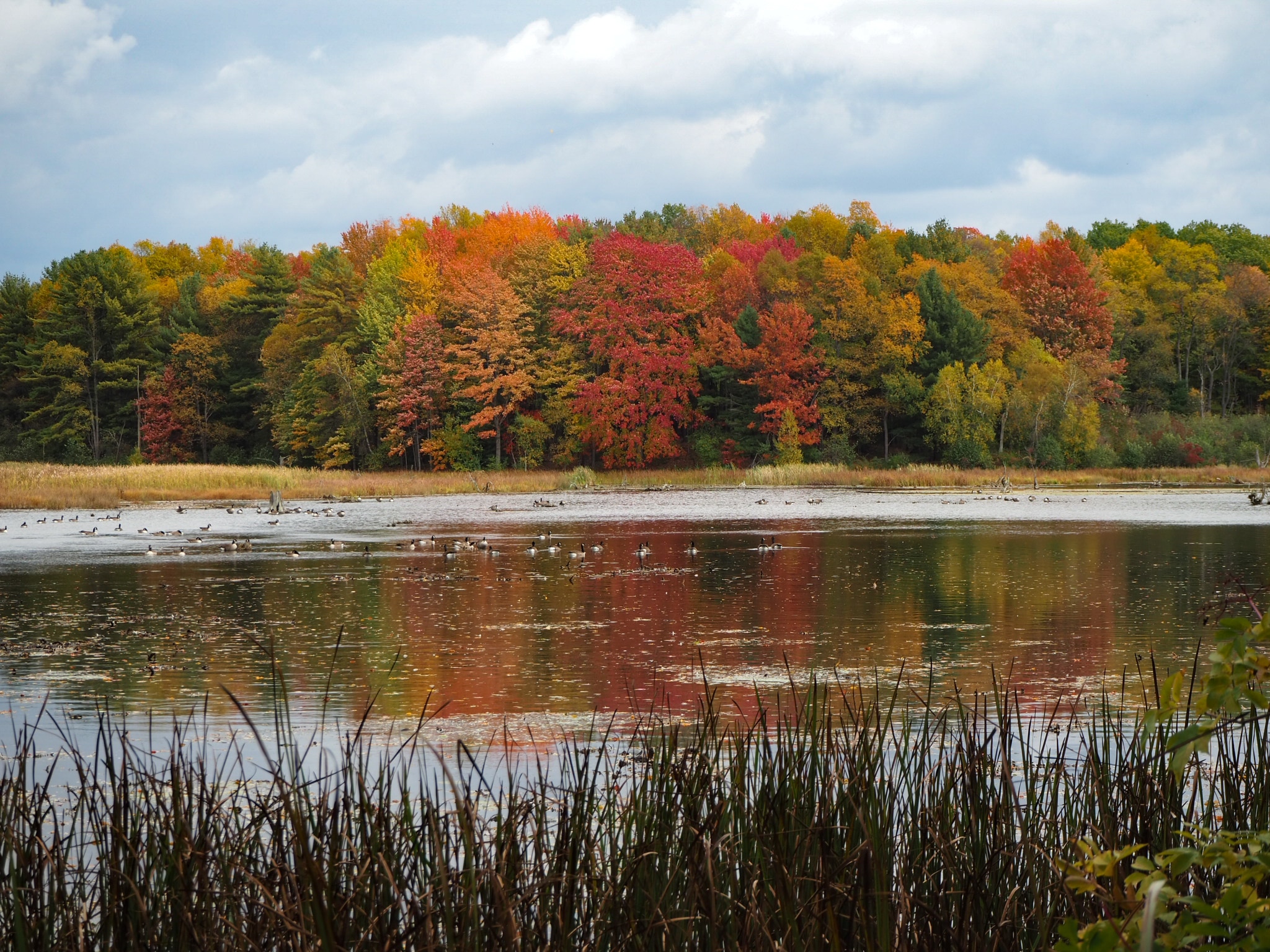 Beaver Meadow Nature Center / Buffalo Audubon Society - North Java, NY