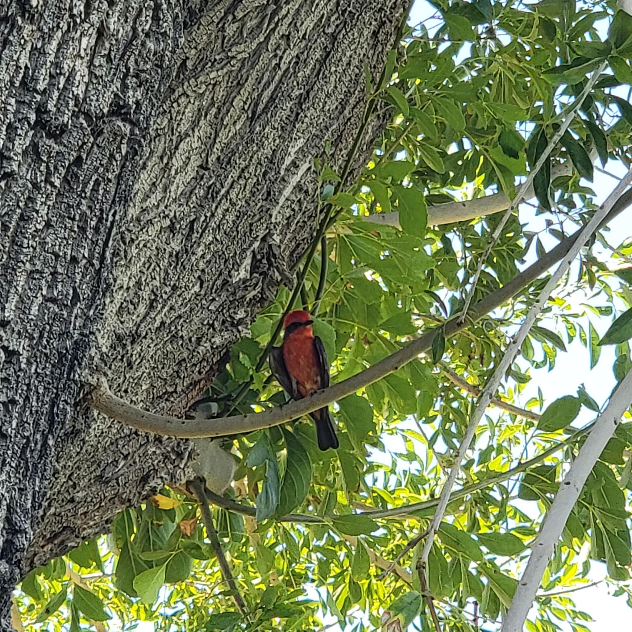 Valley View Park - North Las Vegas, NV