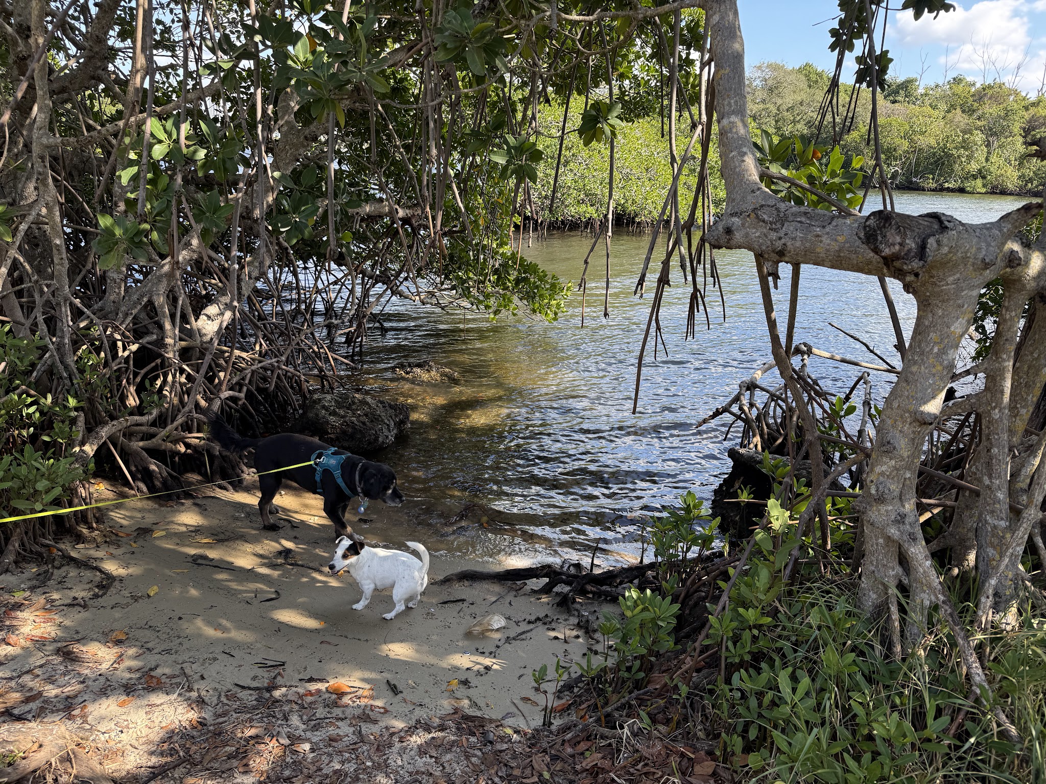 swimming for dogs - North Miami Beach, FL